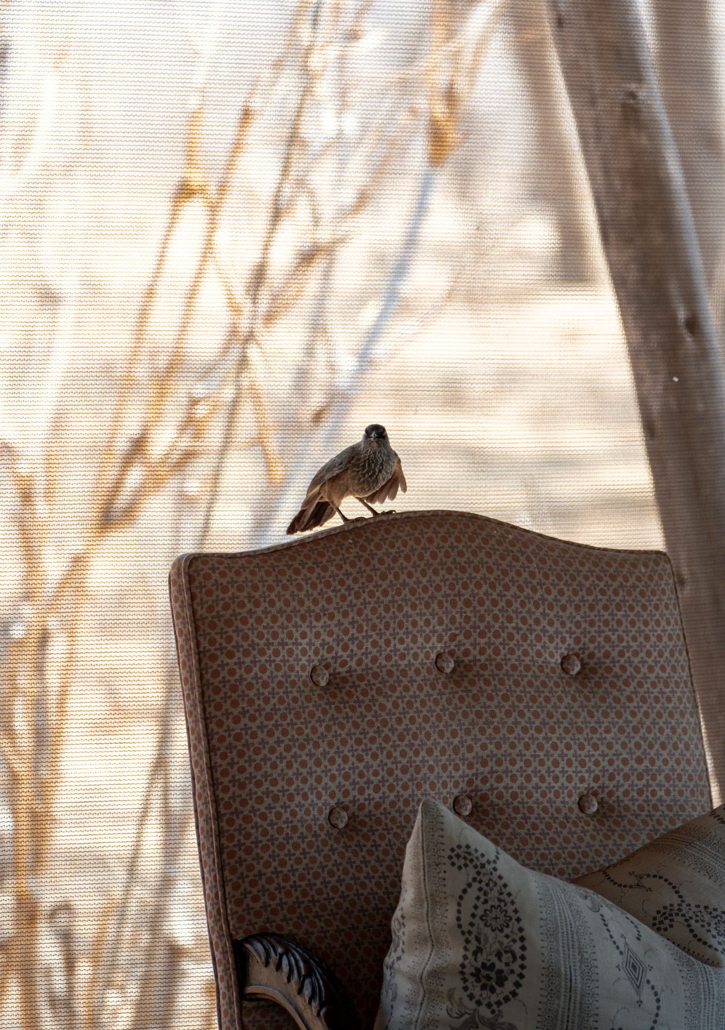 Small bird perched on a tufted chair backrest behind sheer curtains.