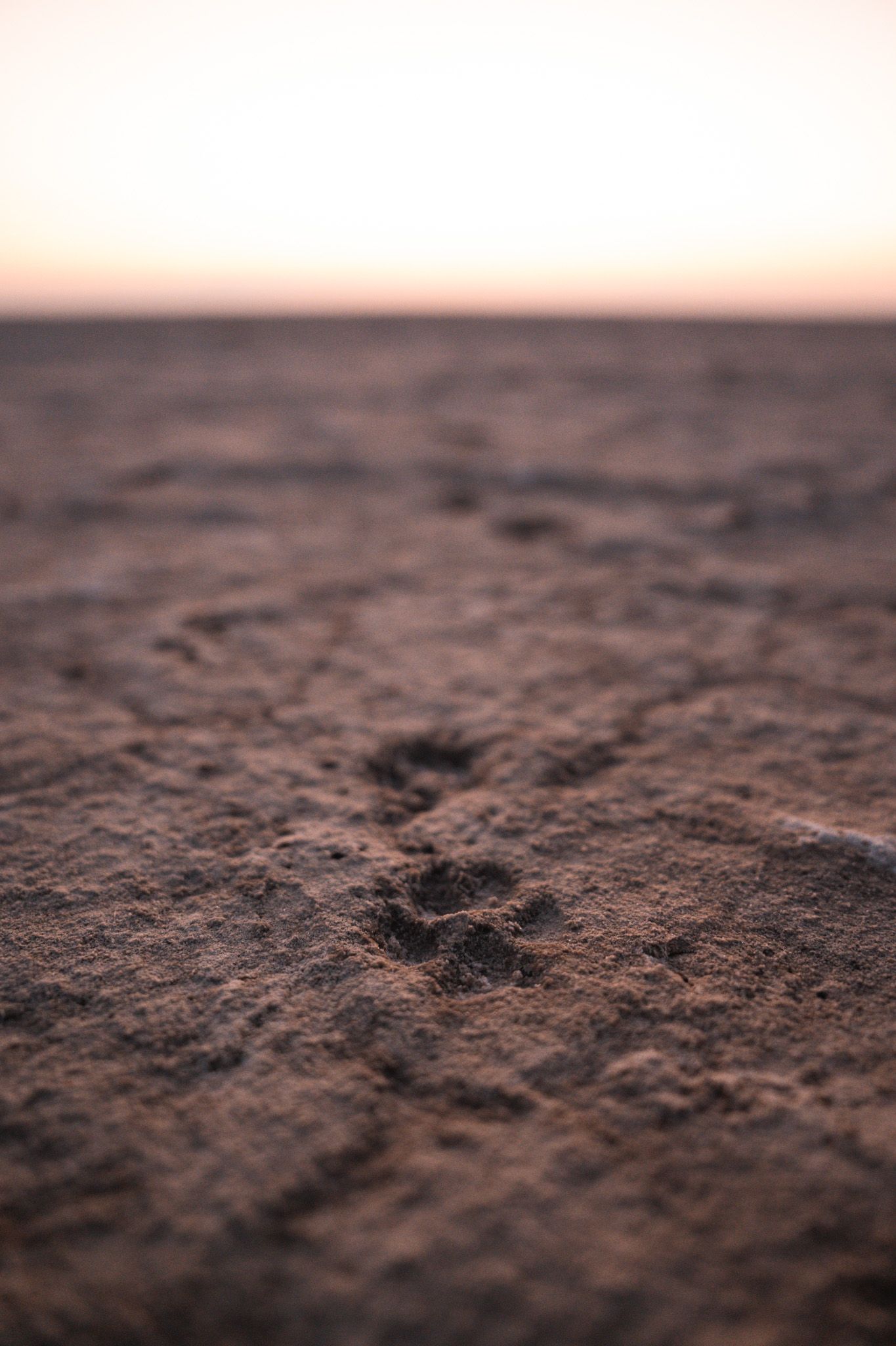 Close-up view of footprints in textured sand during sunset or sunrise.