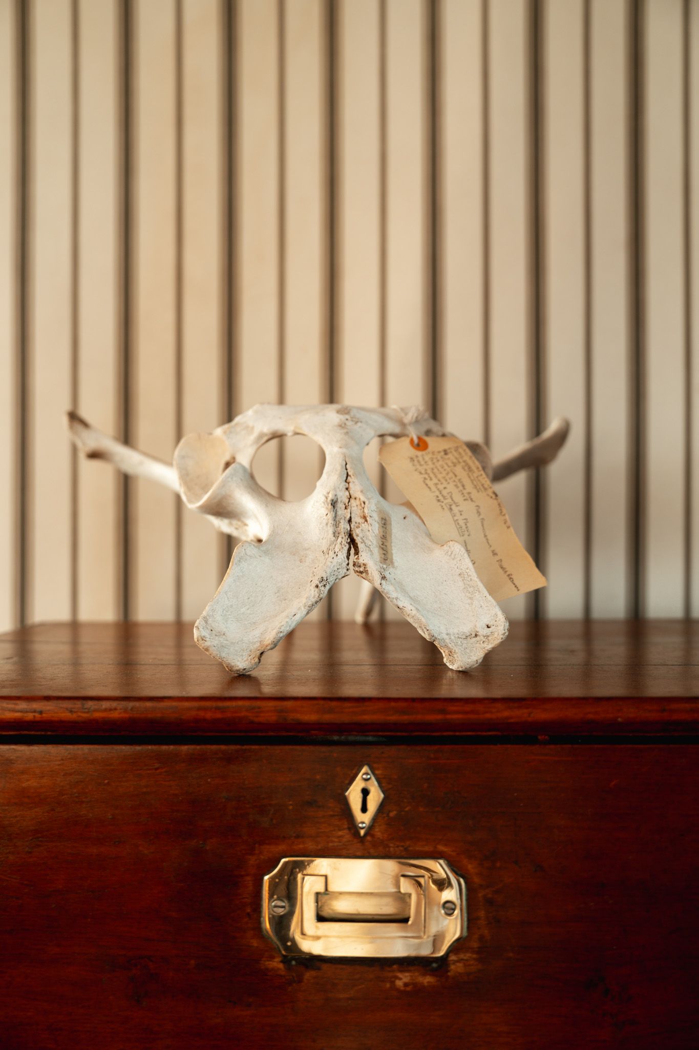 White ceramic bird sculptures arranged on a polished wooden dresser with brass hardware.