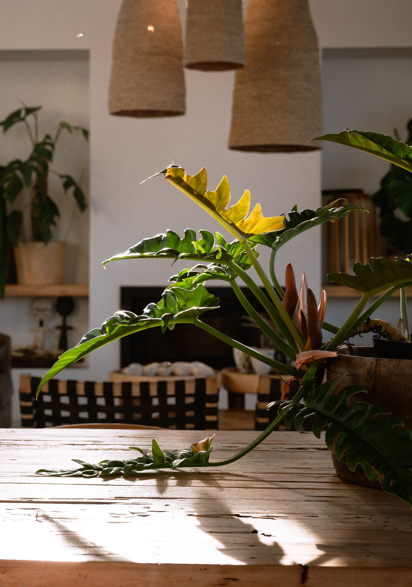 Dramatic lighting on tropical foliage under natural fiber pendant lamps.