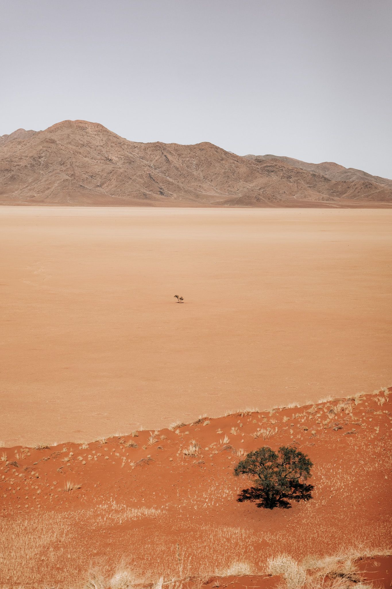 Red desert landscape with a solitary tree against rugged mountains in the background.
