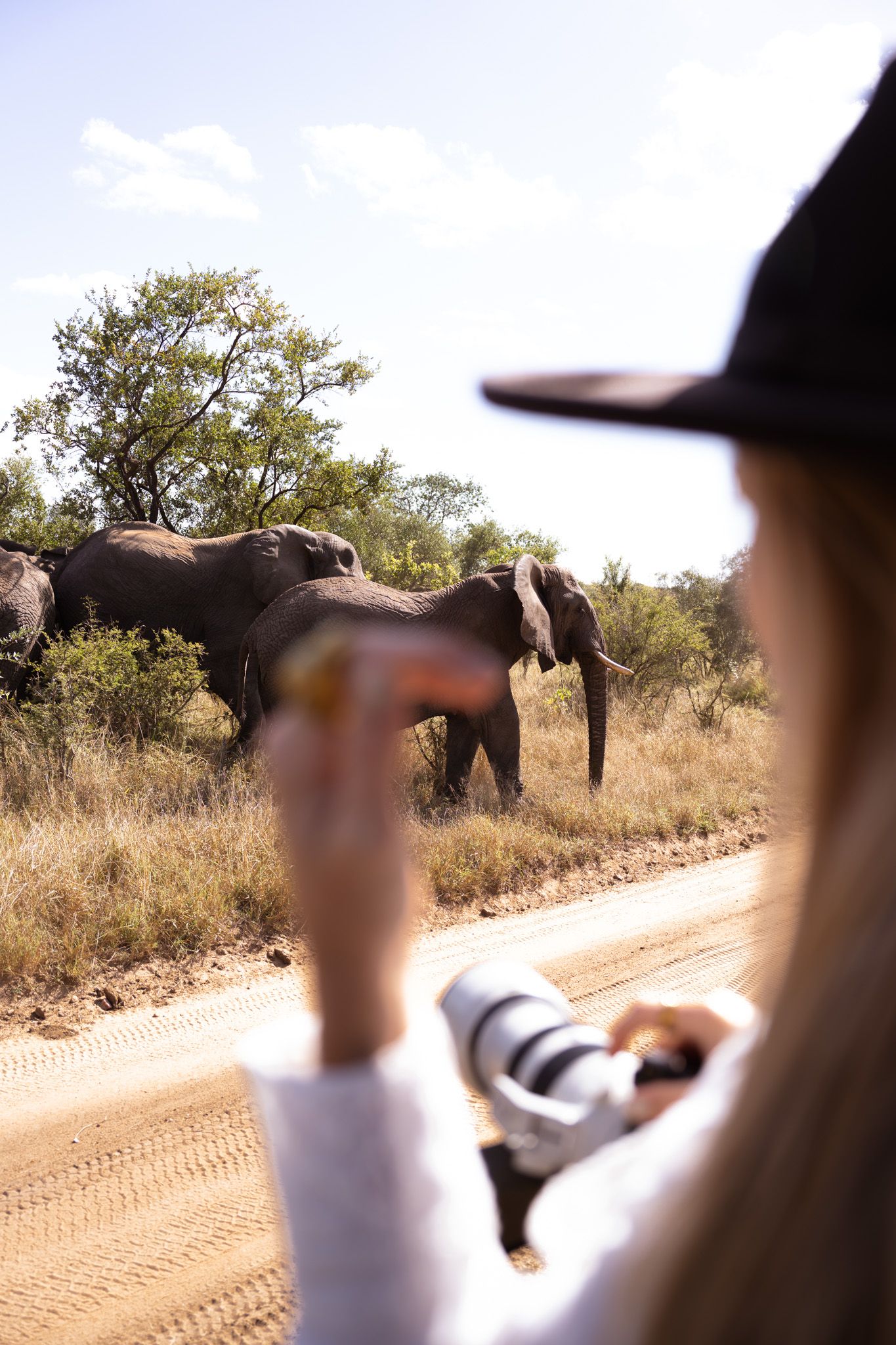 Safari vehicle observing wild elephants on a dusty road in natural habitat.