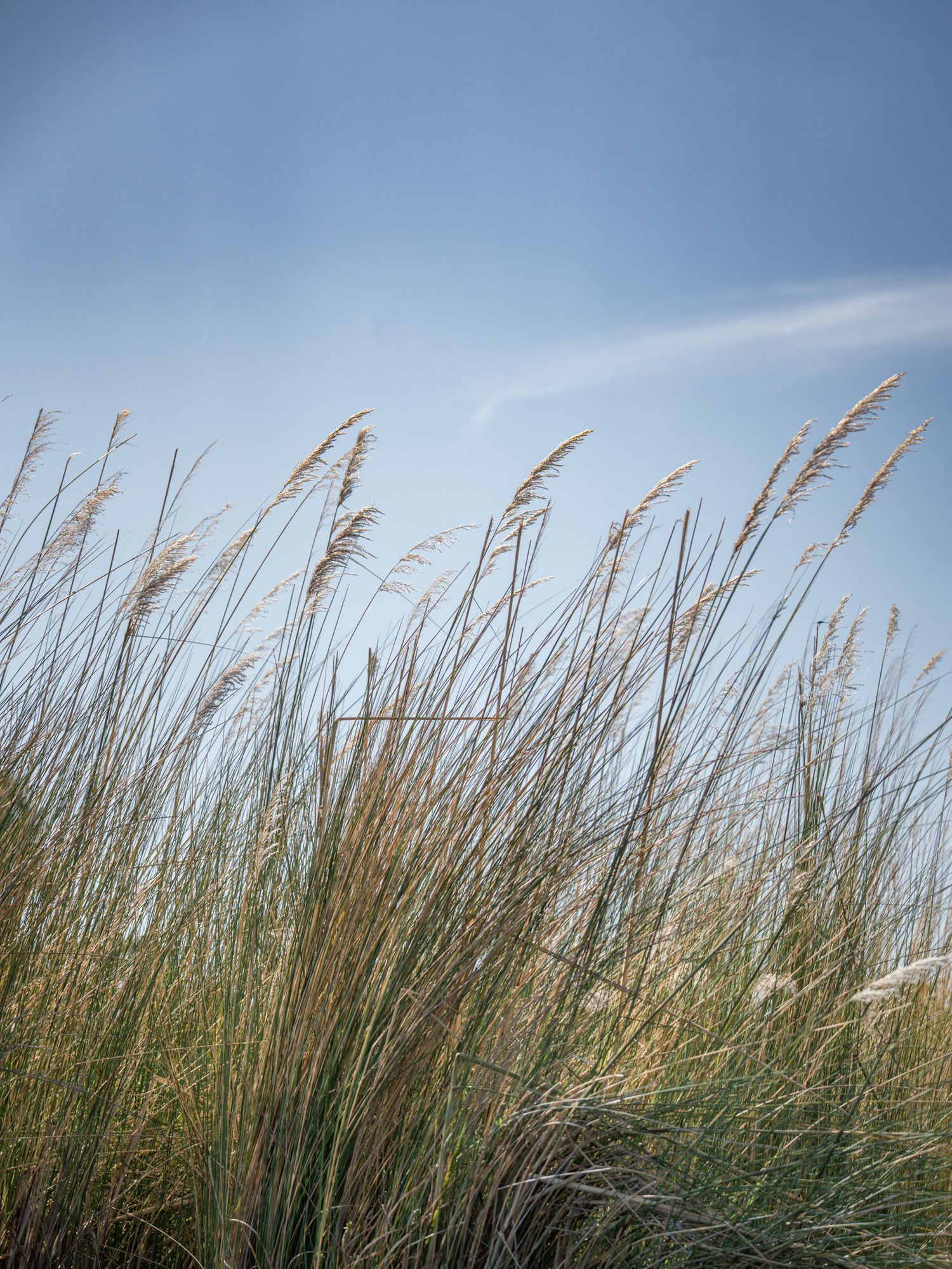 Tall beach grass swaying against blue sky on windy day.