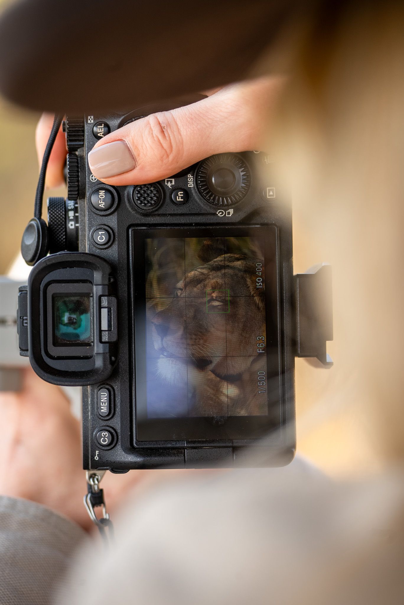 A camera display screen shows a lion's image being photographed in the wild.