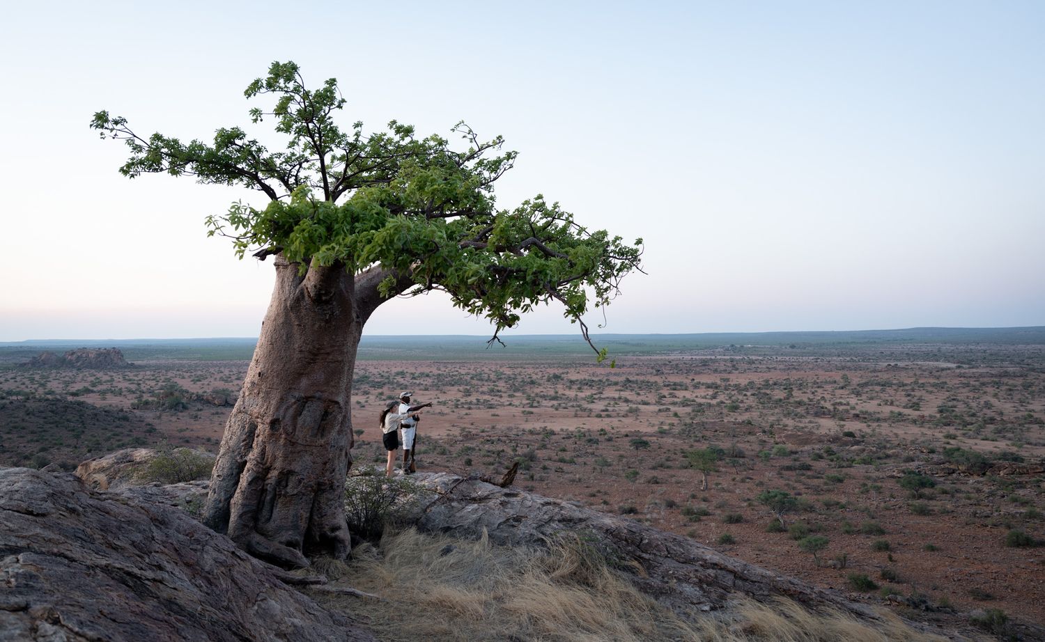 Ancient baobab tree stands majestically on a rocky outcrop overlooking vast African plains at dusk.