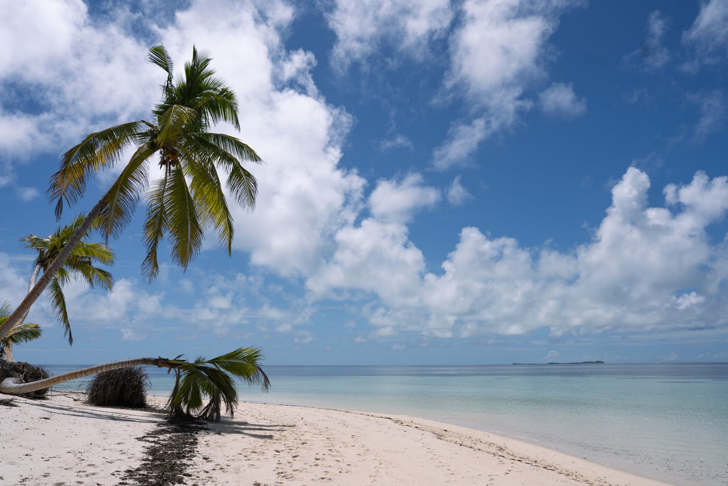 Leaning palm trees on tropical white sand beach with turquoise ocean waters.