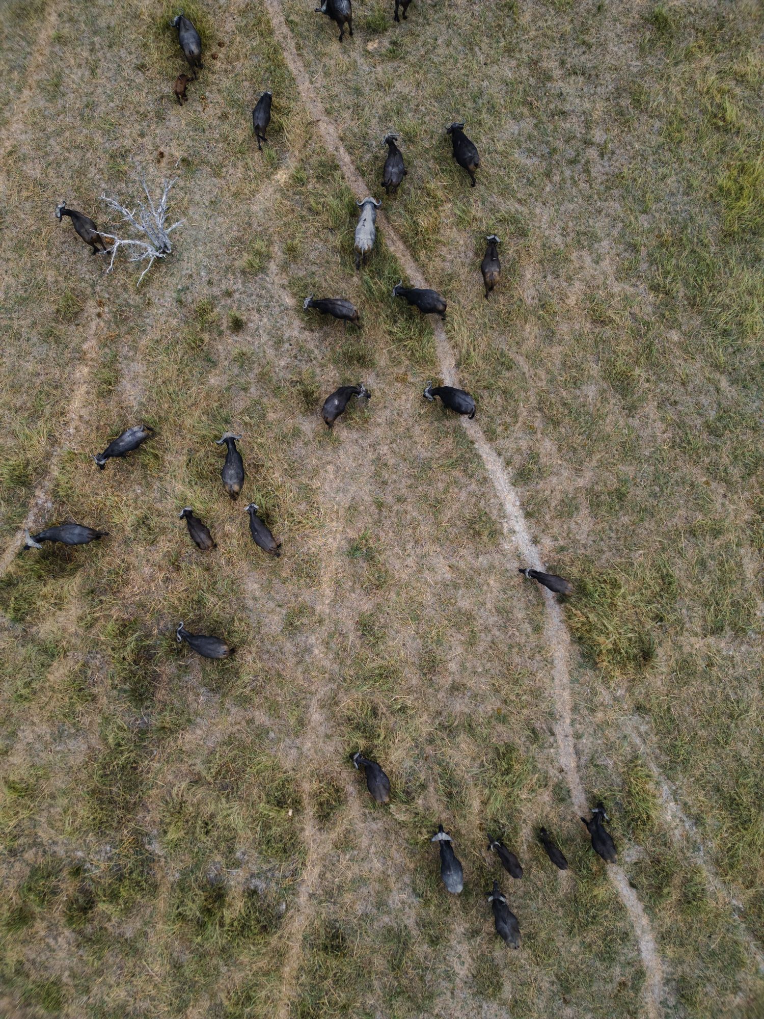 Aerial view of a flock of birds gathering on dried grass terrain with visible walking paths.