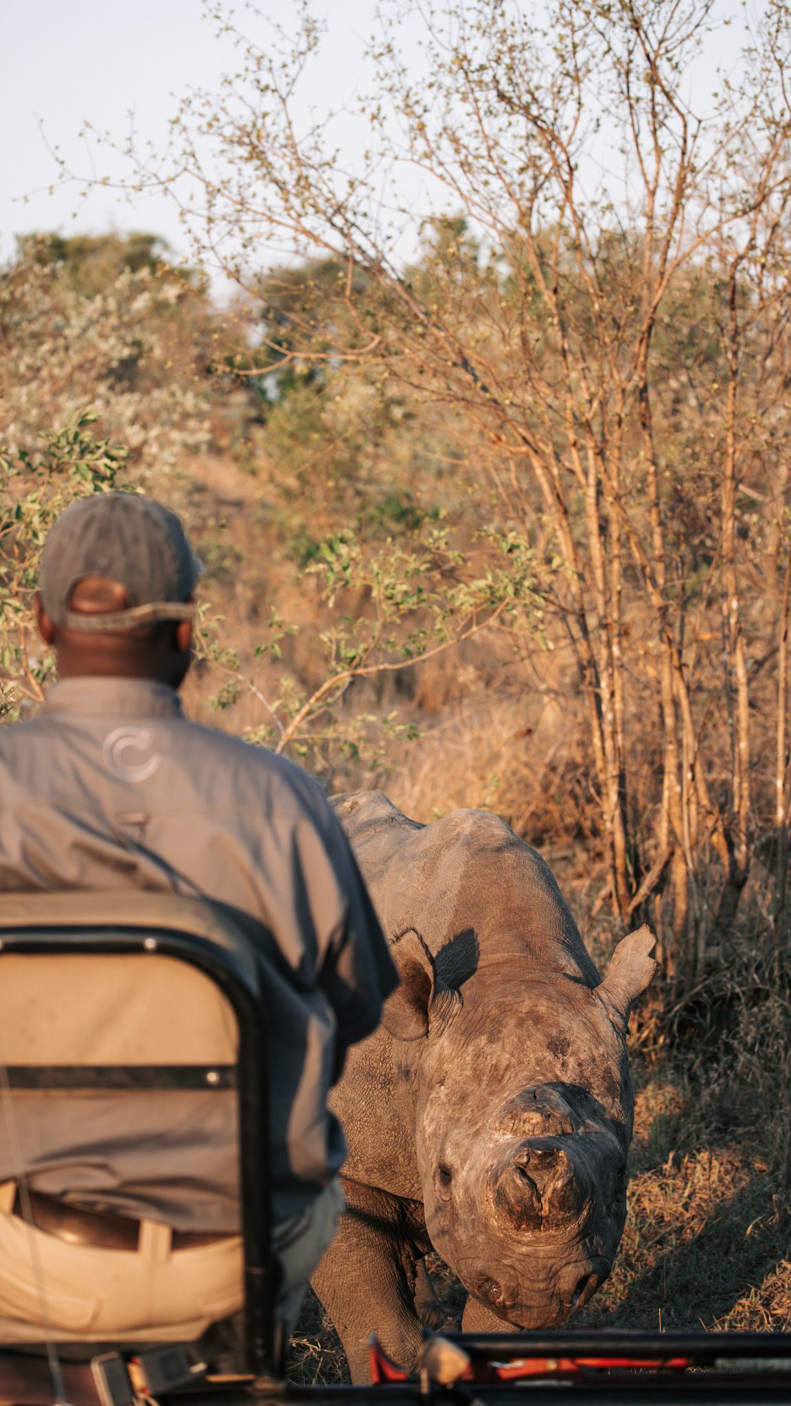 Safari vehicle approaching a rhinoceros in dense bushland.