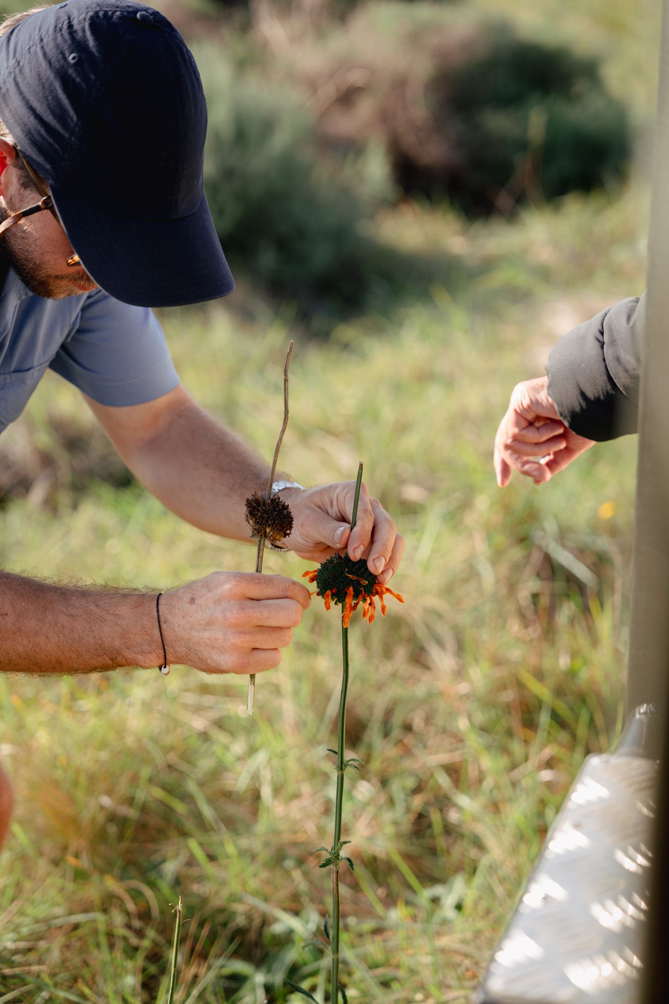 Close-up of hands examining wildflowers in a sunny field.