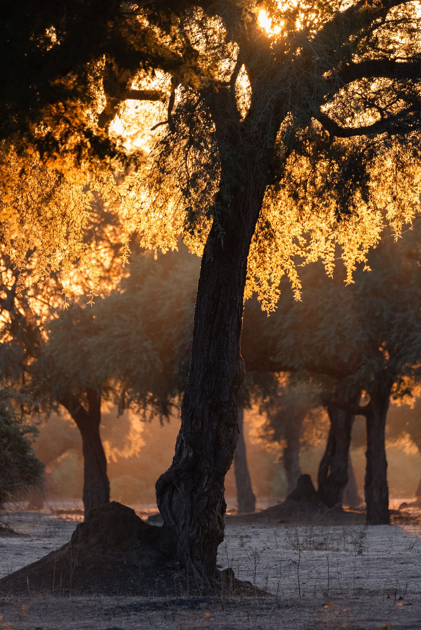 Dramatic backlit tree silhouette with golden sunlight filtering through branches at sunset.