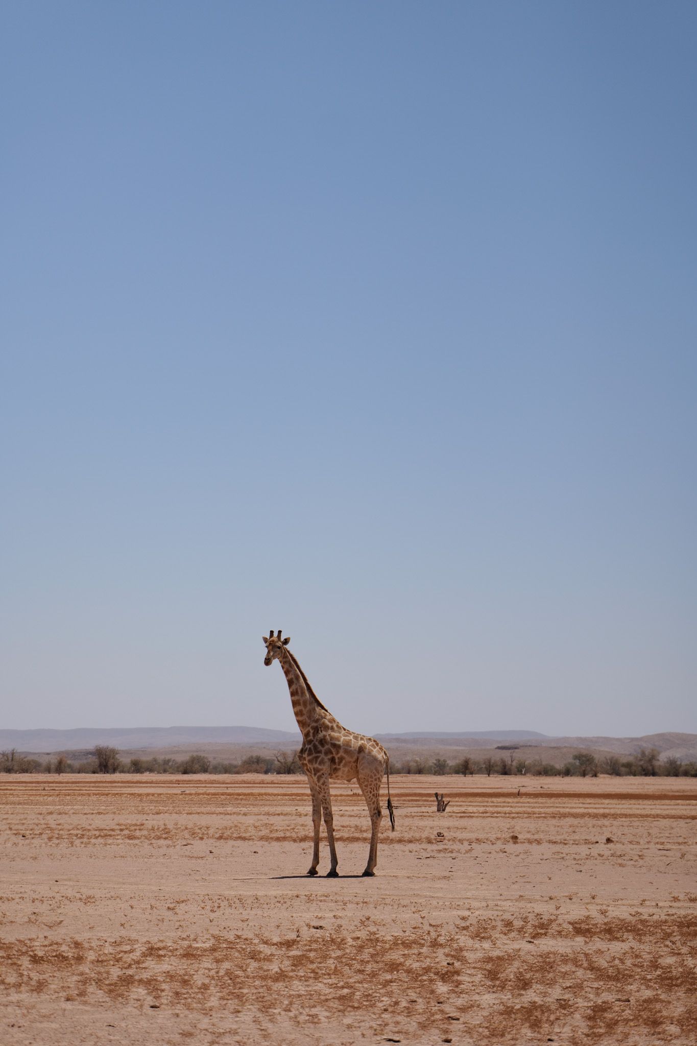 Lone giraffe walking across a vast desert landscape under clear blue skies.