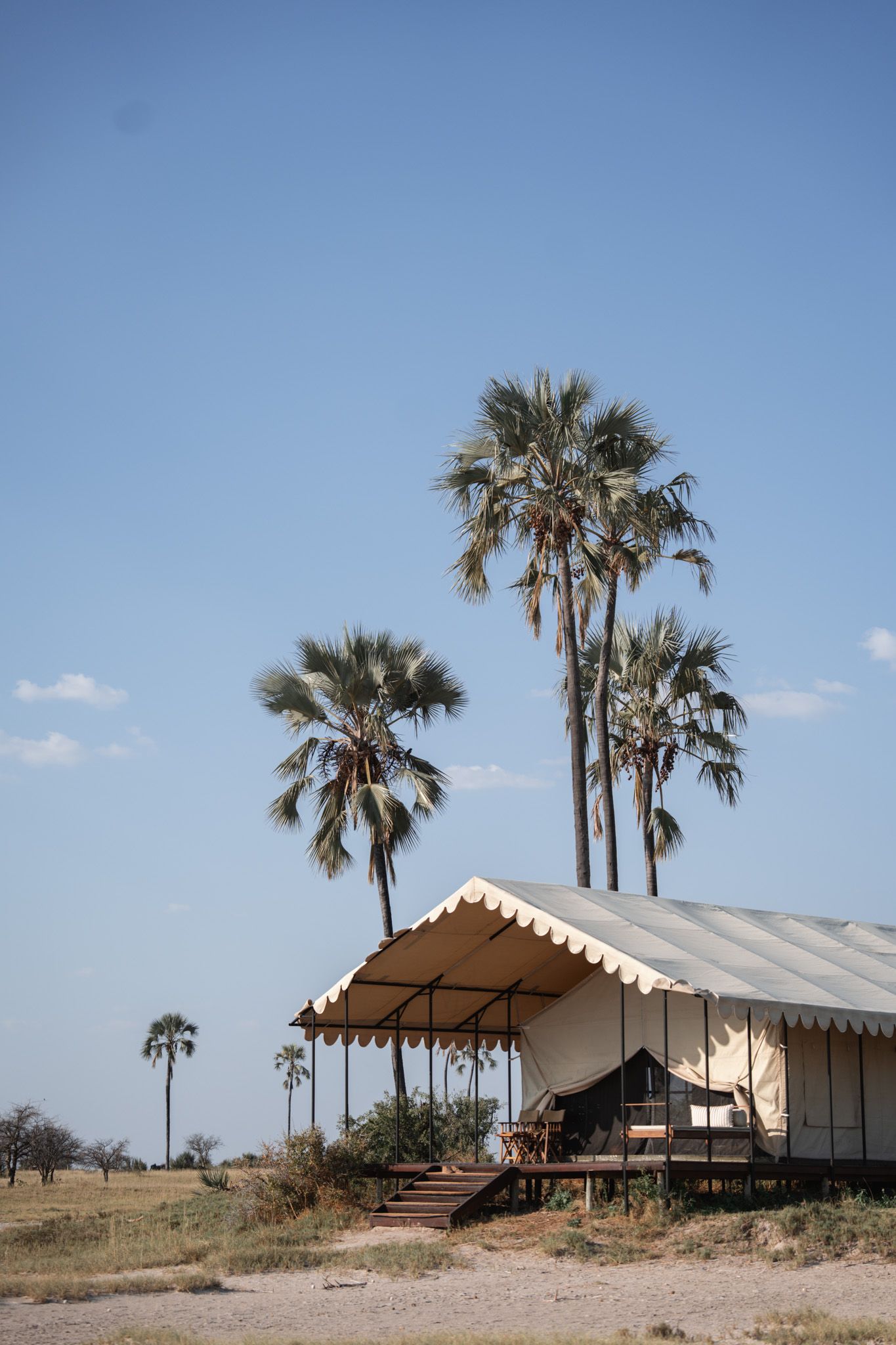 Luxury safari tent with wooden deck beneath tall palm trees in African wilderness.