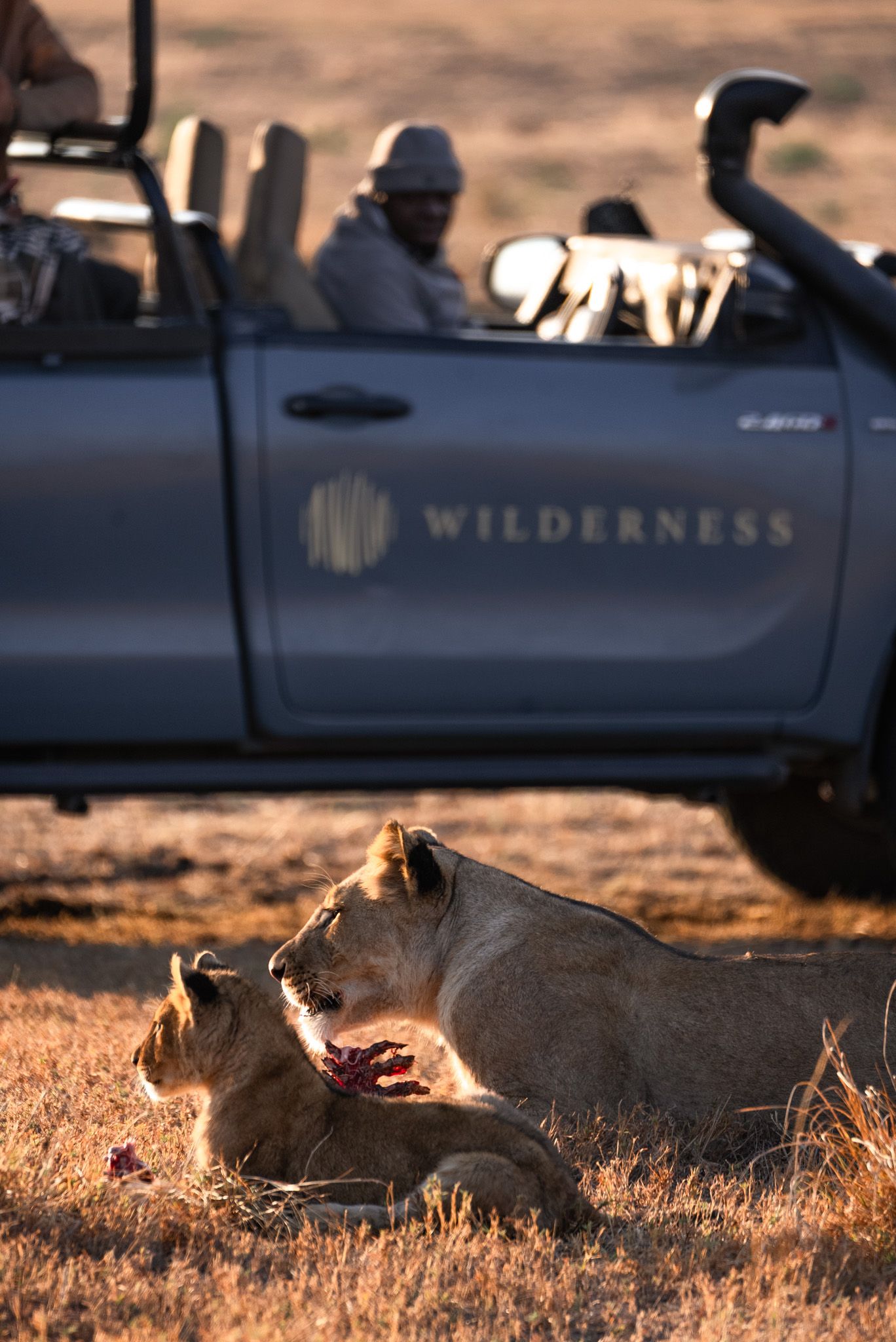 Two lions rest in front of a safari vehicle at golden hour in the wilderness.