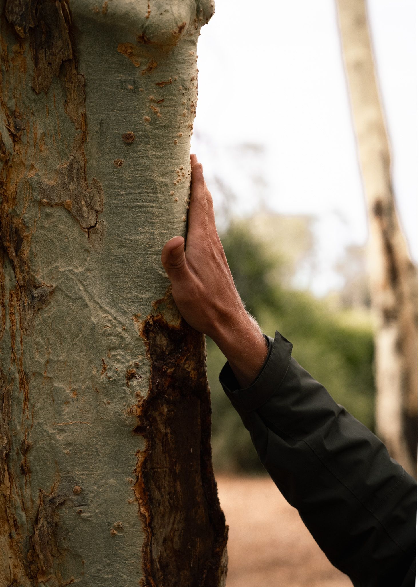 Hand touching the textured bark of a large tree trunk.