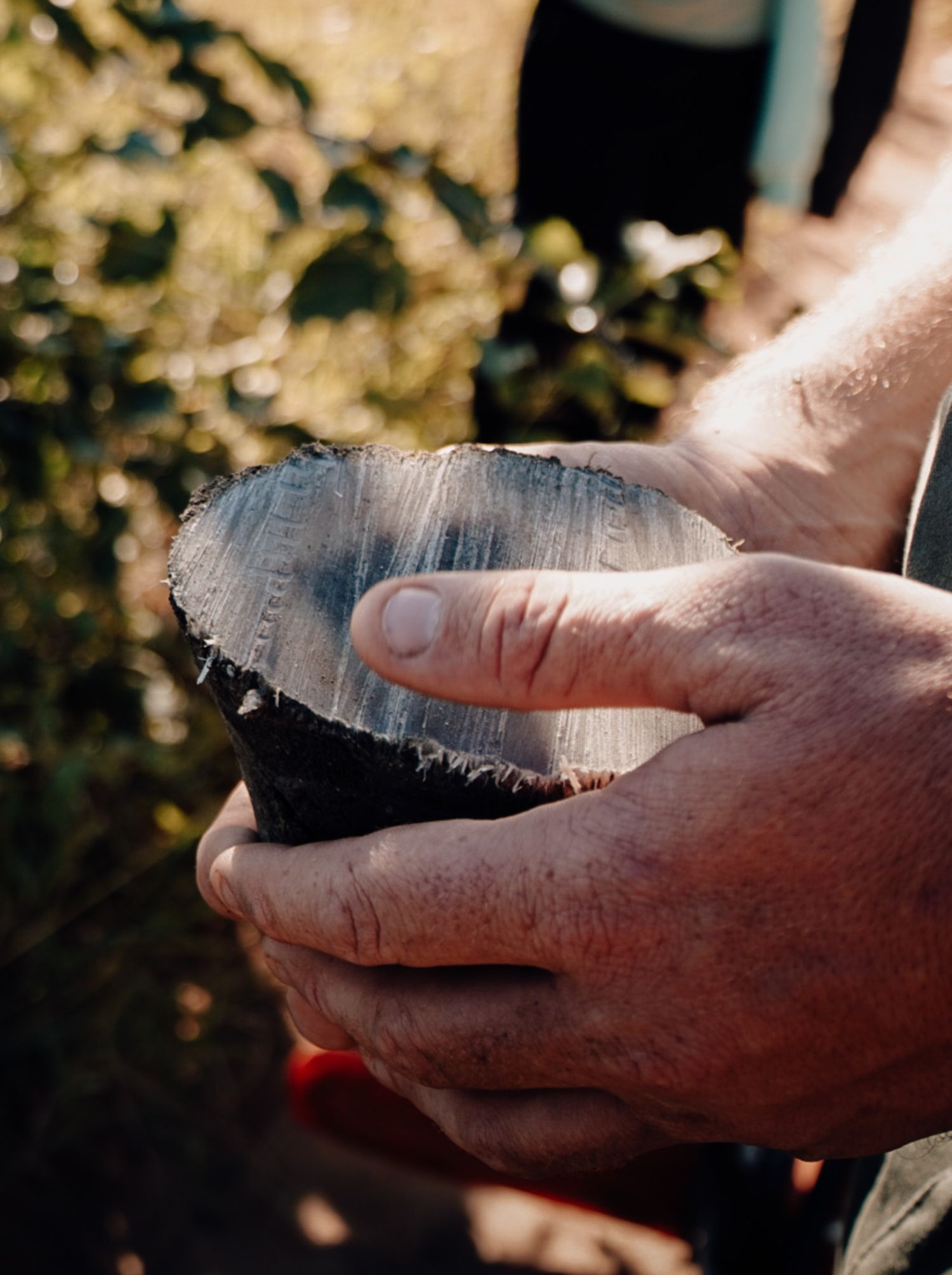 Close-up of hands holding what appears to be a natural specimen or artifact.