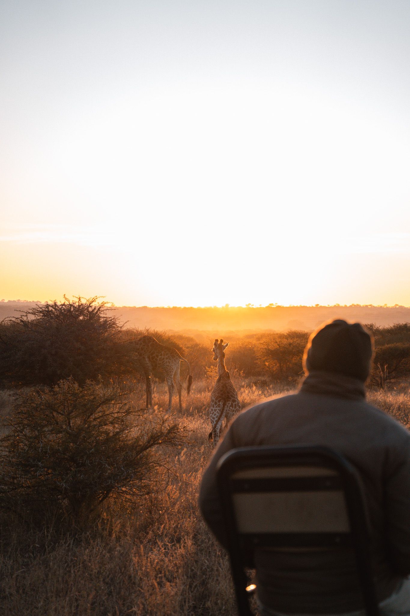 Safari guide watching giraffe silhouettes against golden African sunset.
