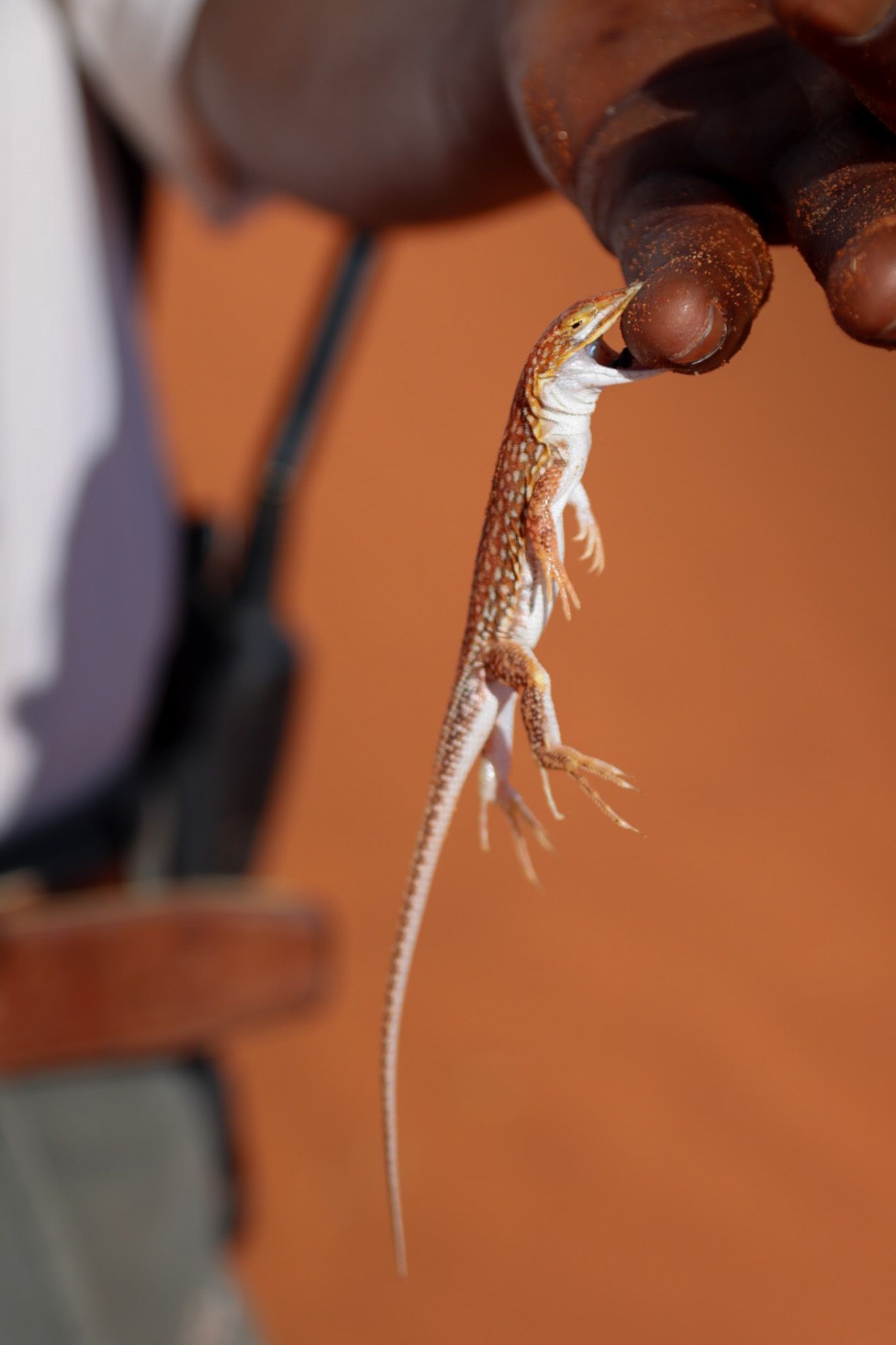 A small lizard being held by fingers against an orange background.