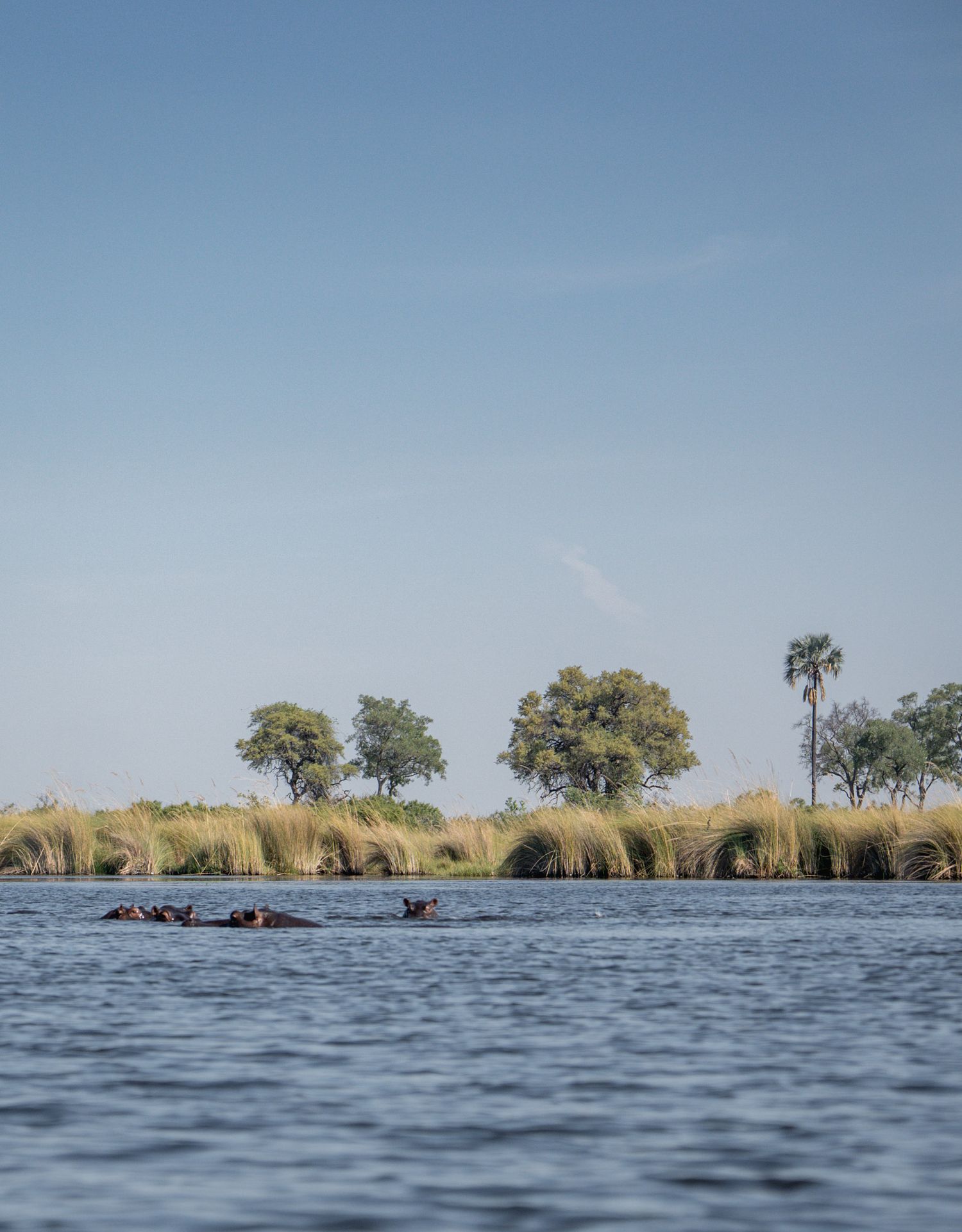 Hippos lounging in a river with tall grass and trees along the shoreline on a clear day.