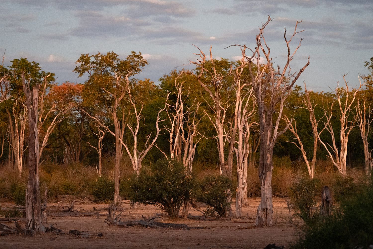 Dead trees stand in dry landscape during golden hour creating an eerie atmosphere.