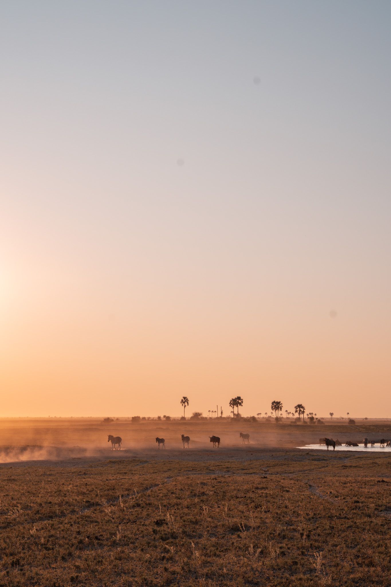 African savanna landscape at sunset with silhouettes of wildlife and palm trees in golden light.