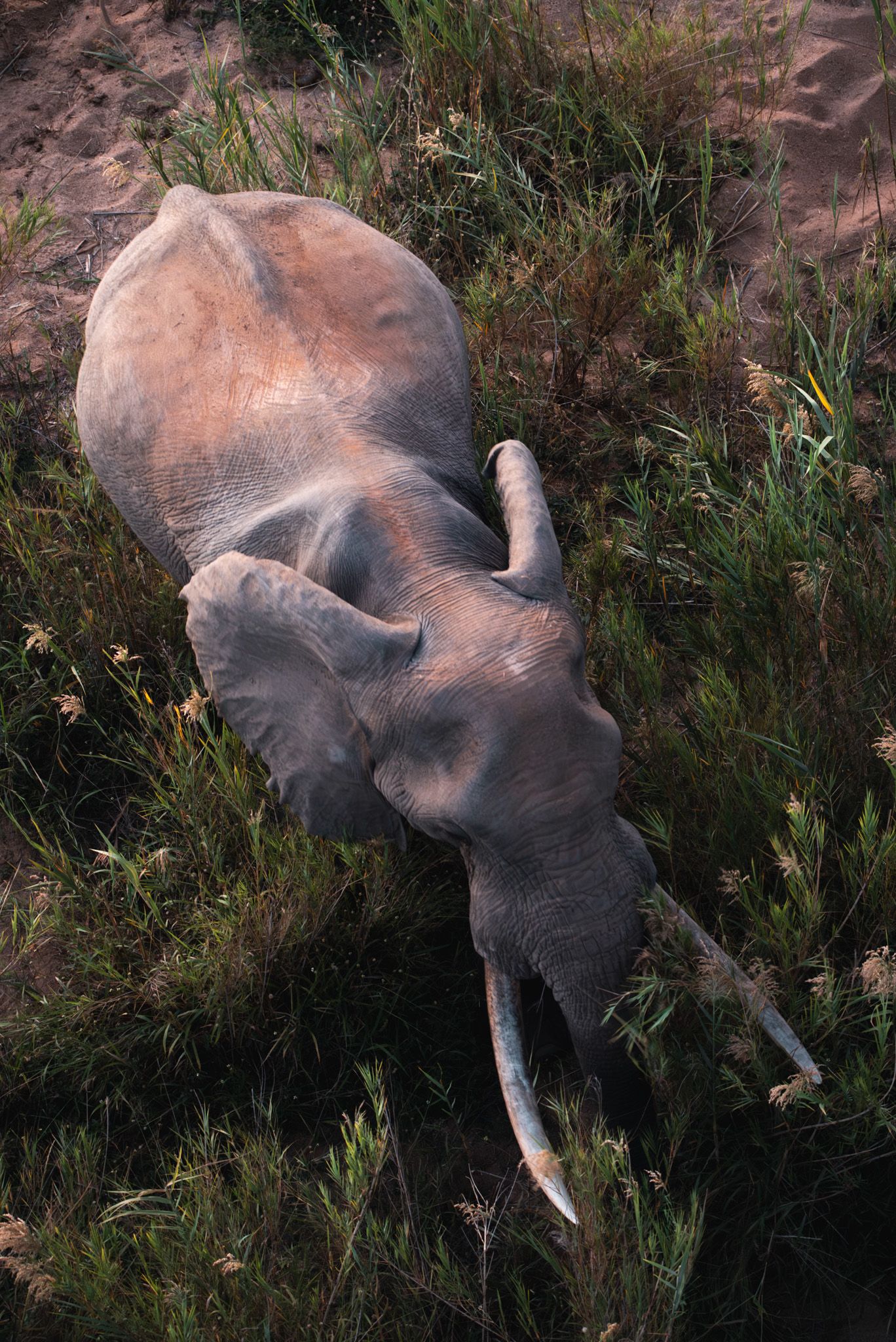 Aerial view of an elephant resting in tall grass and vegetation.