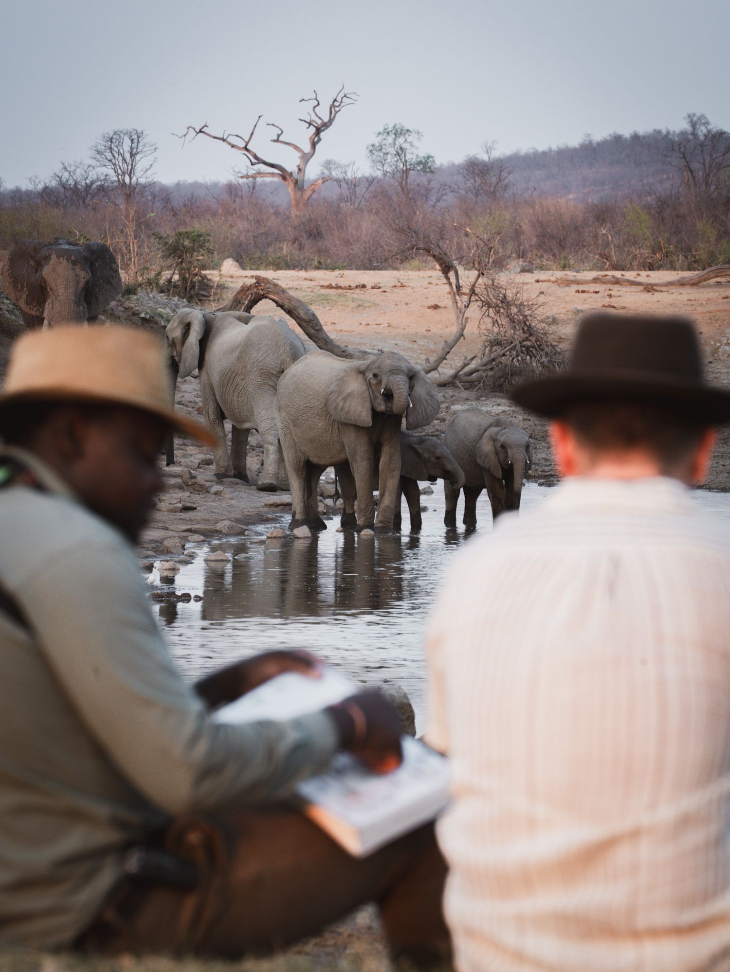 Safari visitors observing elephants drinking at a waterhole in the African wilderness.