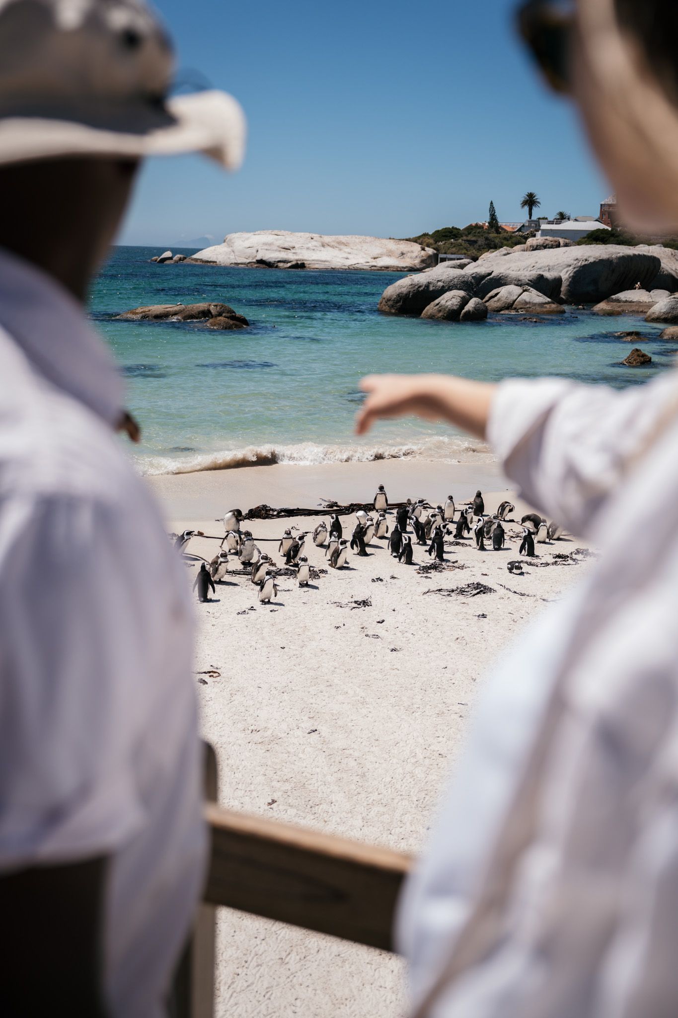 Group of penguins gathered on a white sandy beach with turquoise water in the background.
