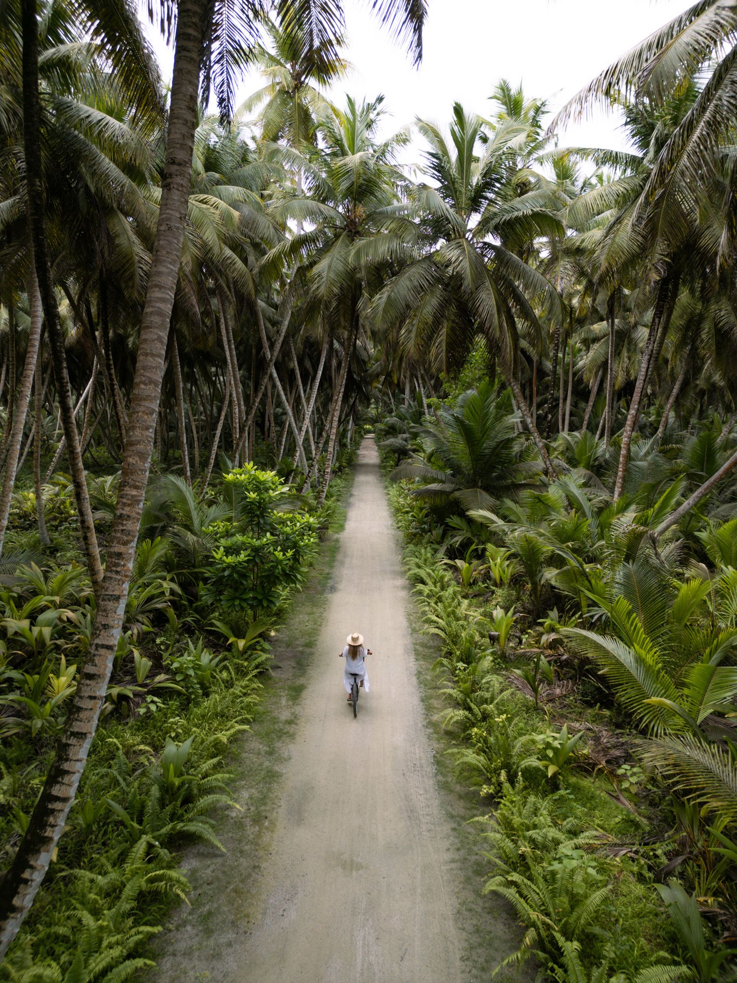 Palm tree-lined path through a lush tropical forest with a lone cyclist.