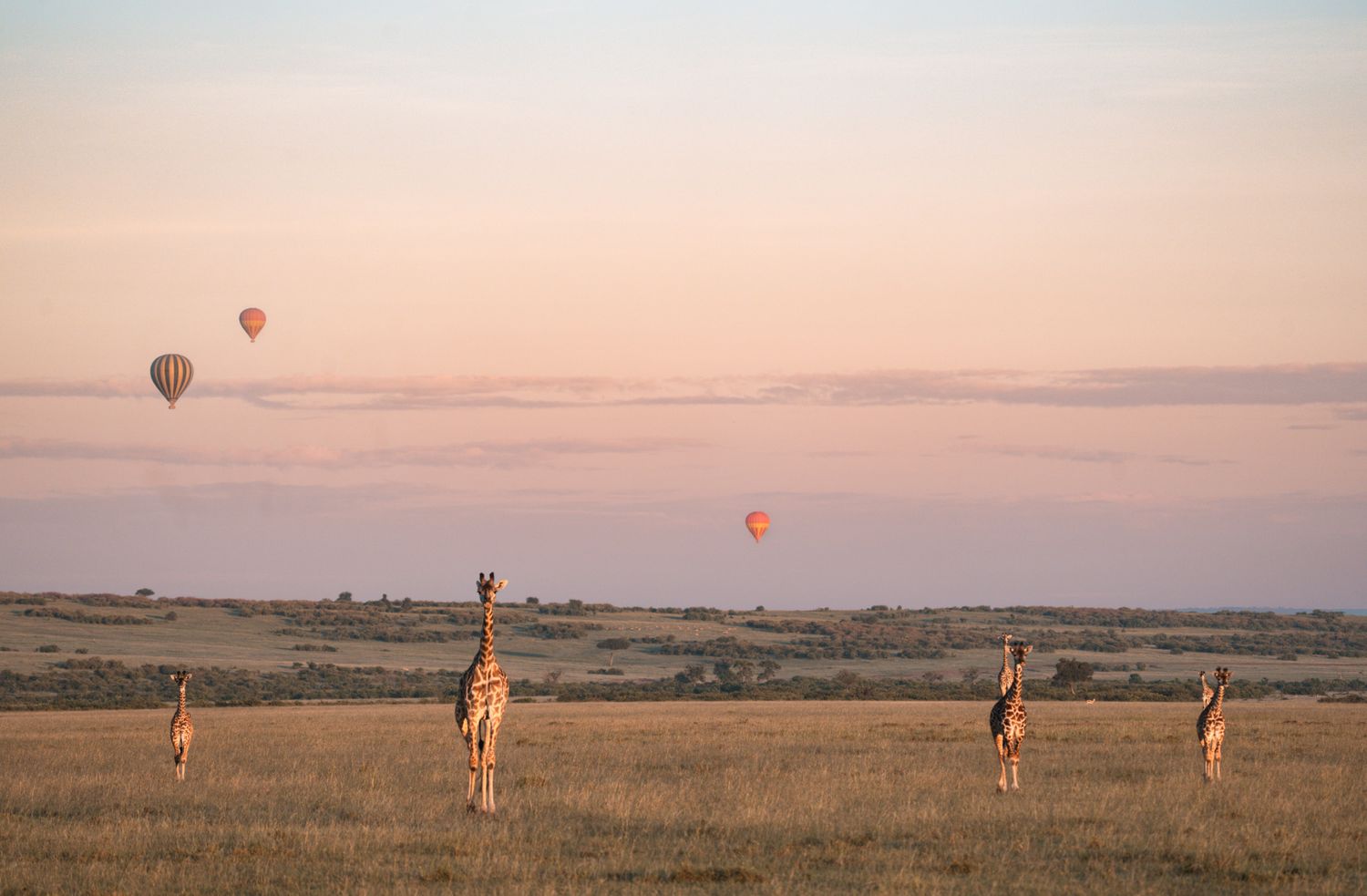 Hot air balloons float over a vast savanna landscape during a golden sunrise.