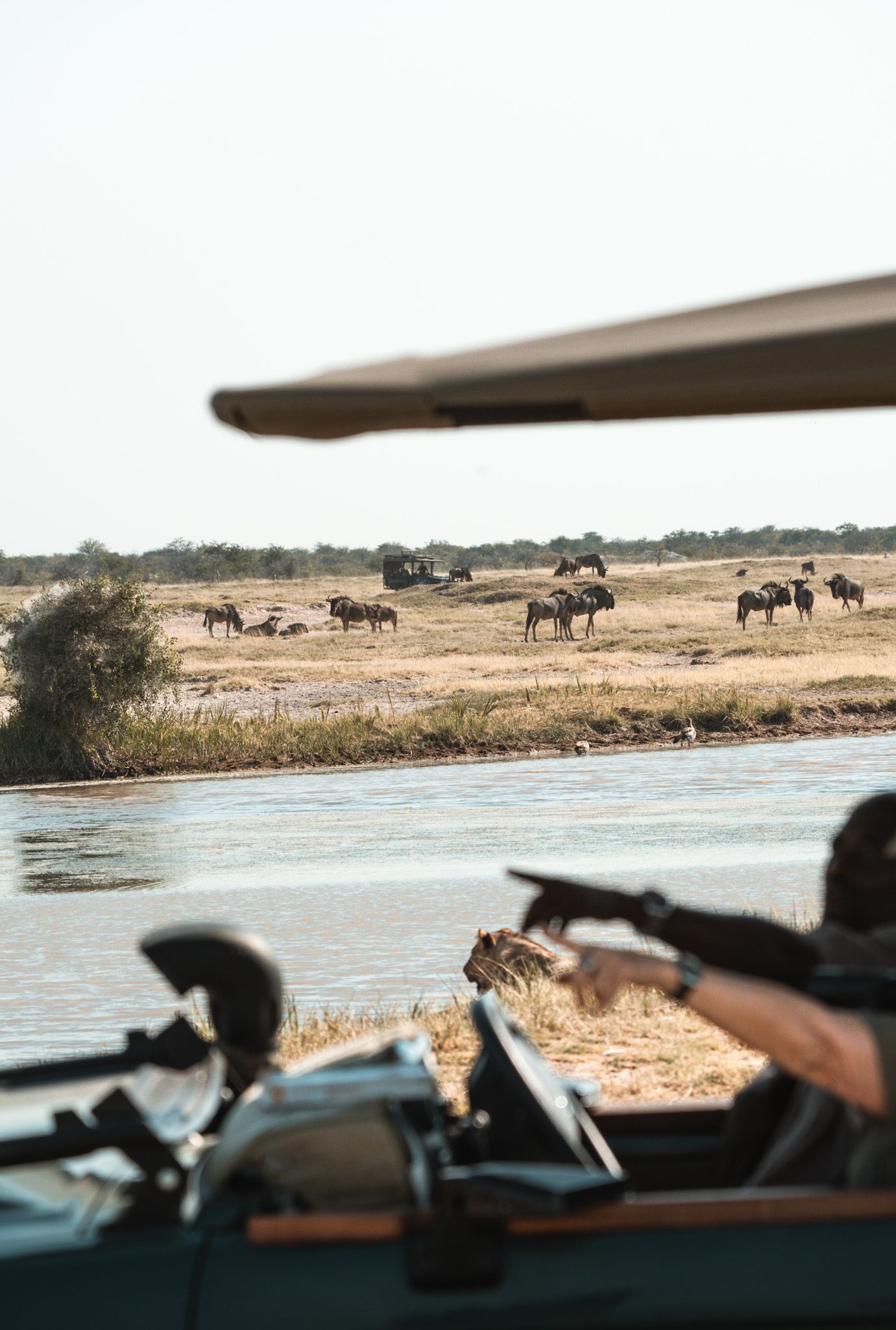Herd of wildebeest grazing along riverbank viewed from safari boat.