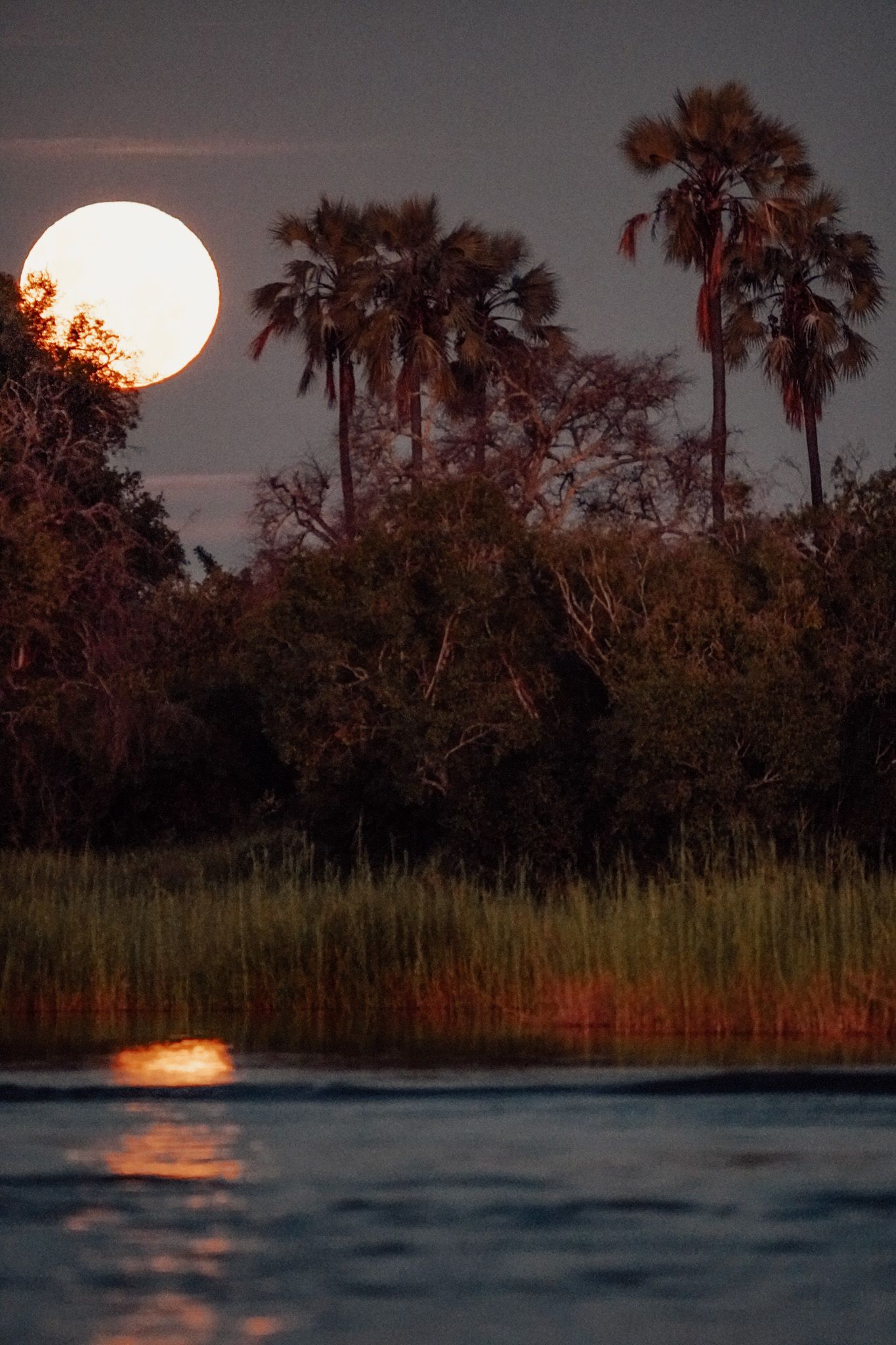 Full moon rising over tropical palm trees and marsh with moonlight reflecting on water.