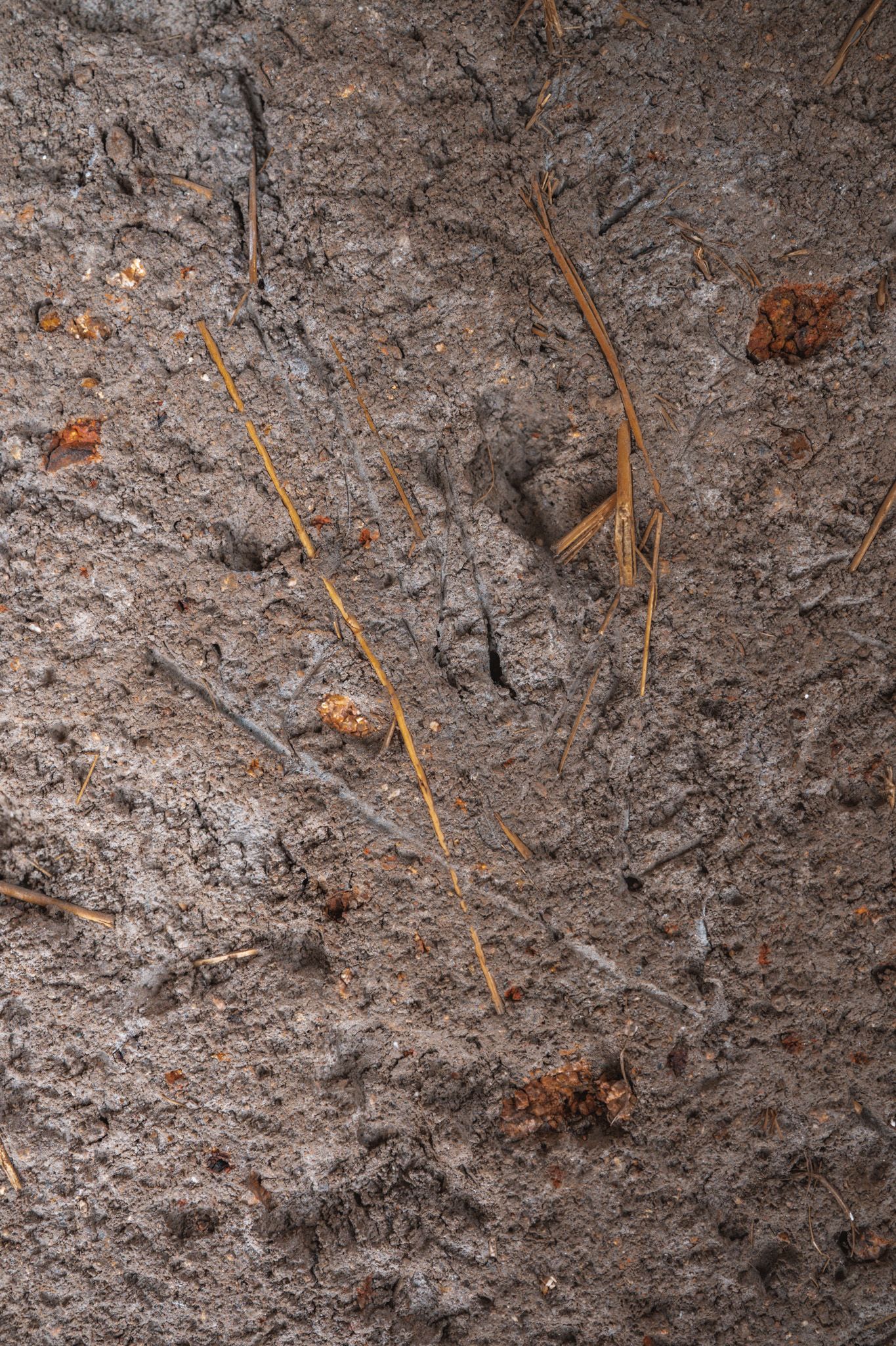 Close-up texture of weathered gray concrete wall with embedded twigs and organic material.