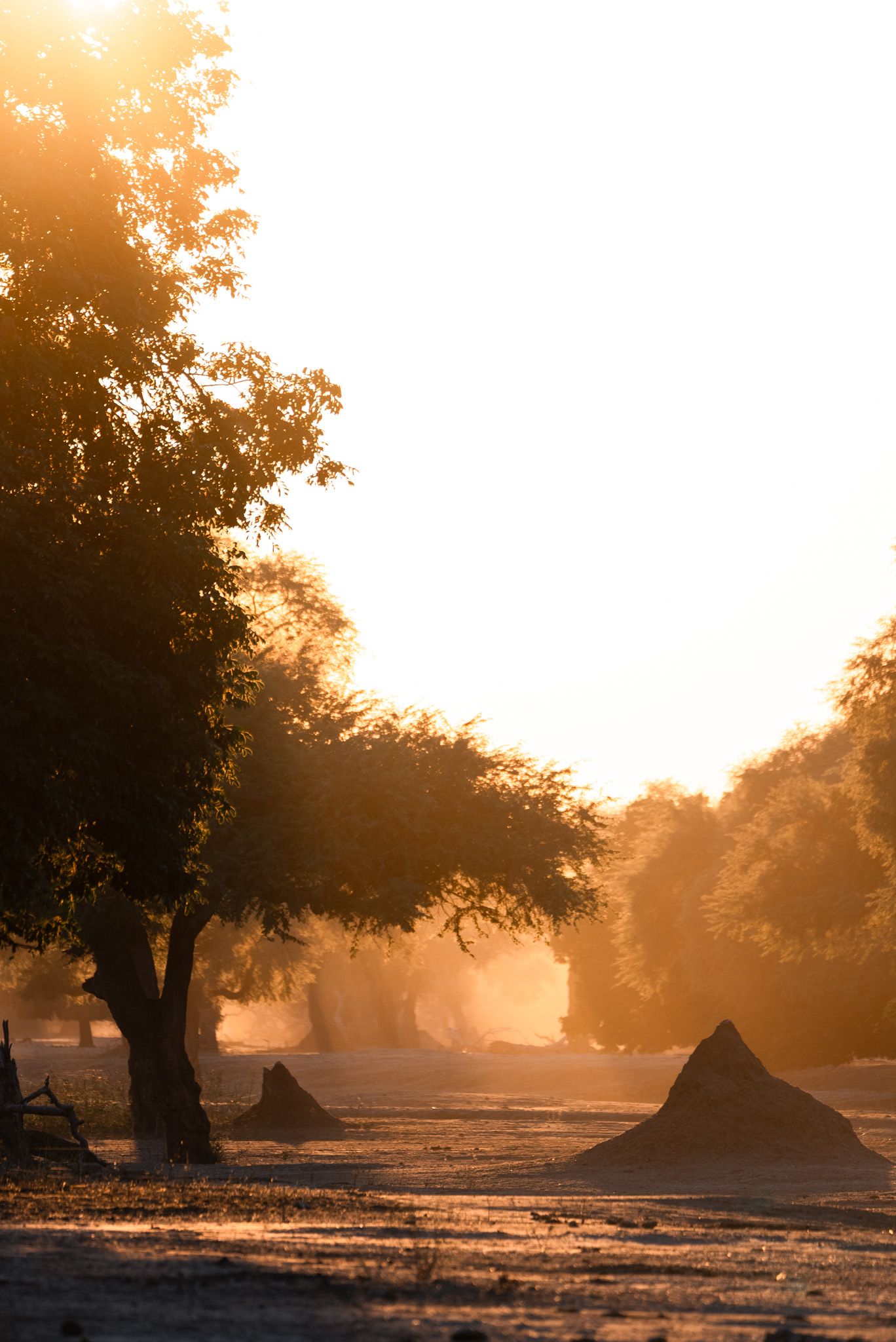 Misty morning landscape with trees silhouetted against golden sunlight.