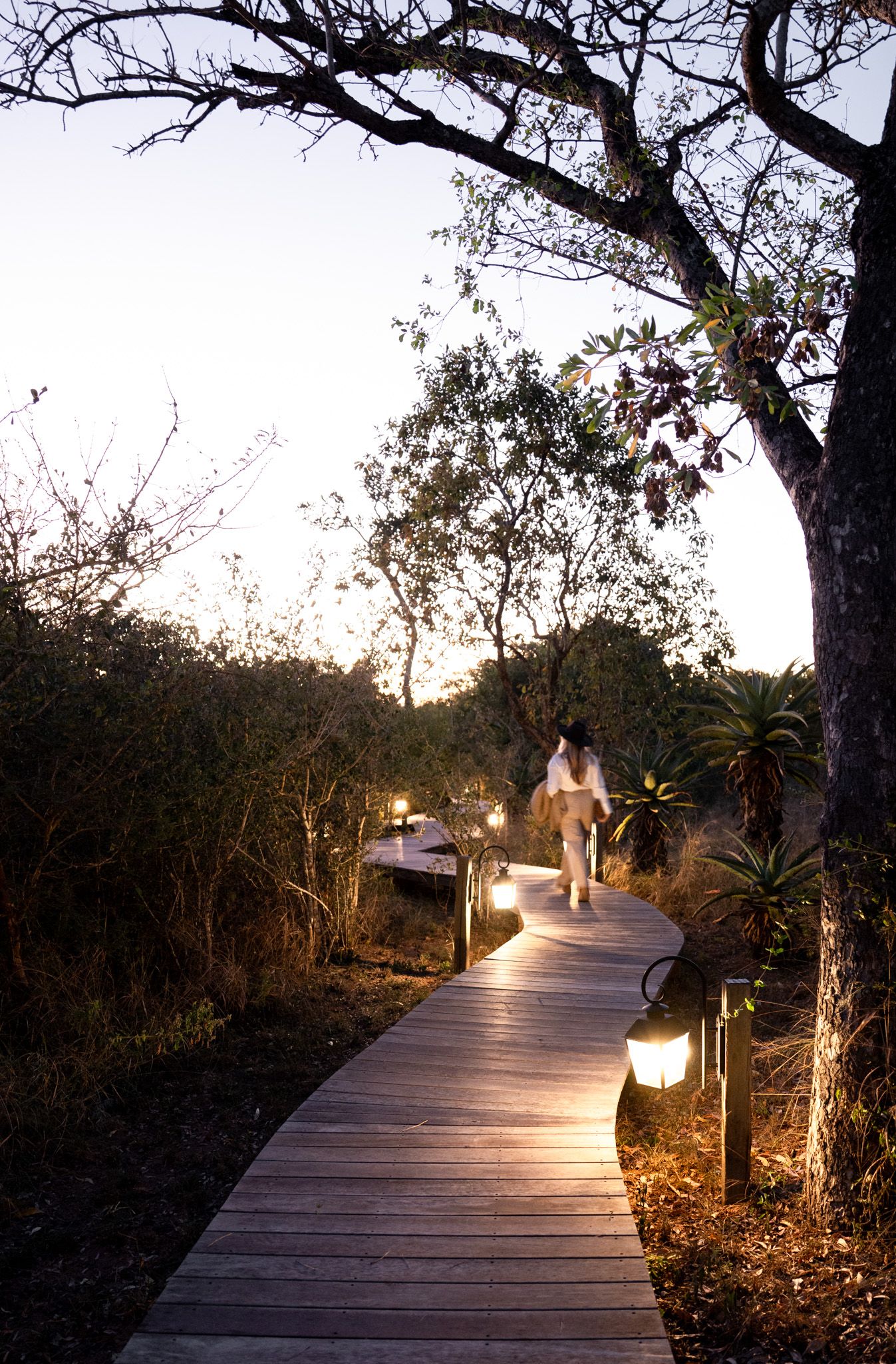 Illuminated wooden boardwalk winding through dark tropical vegetation at dusk.