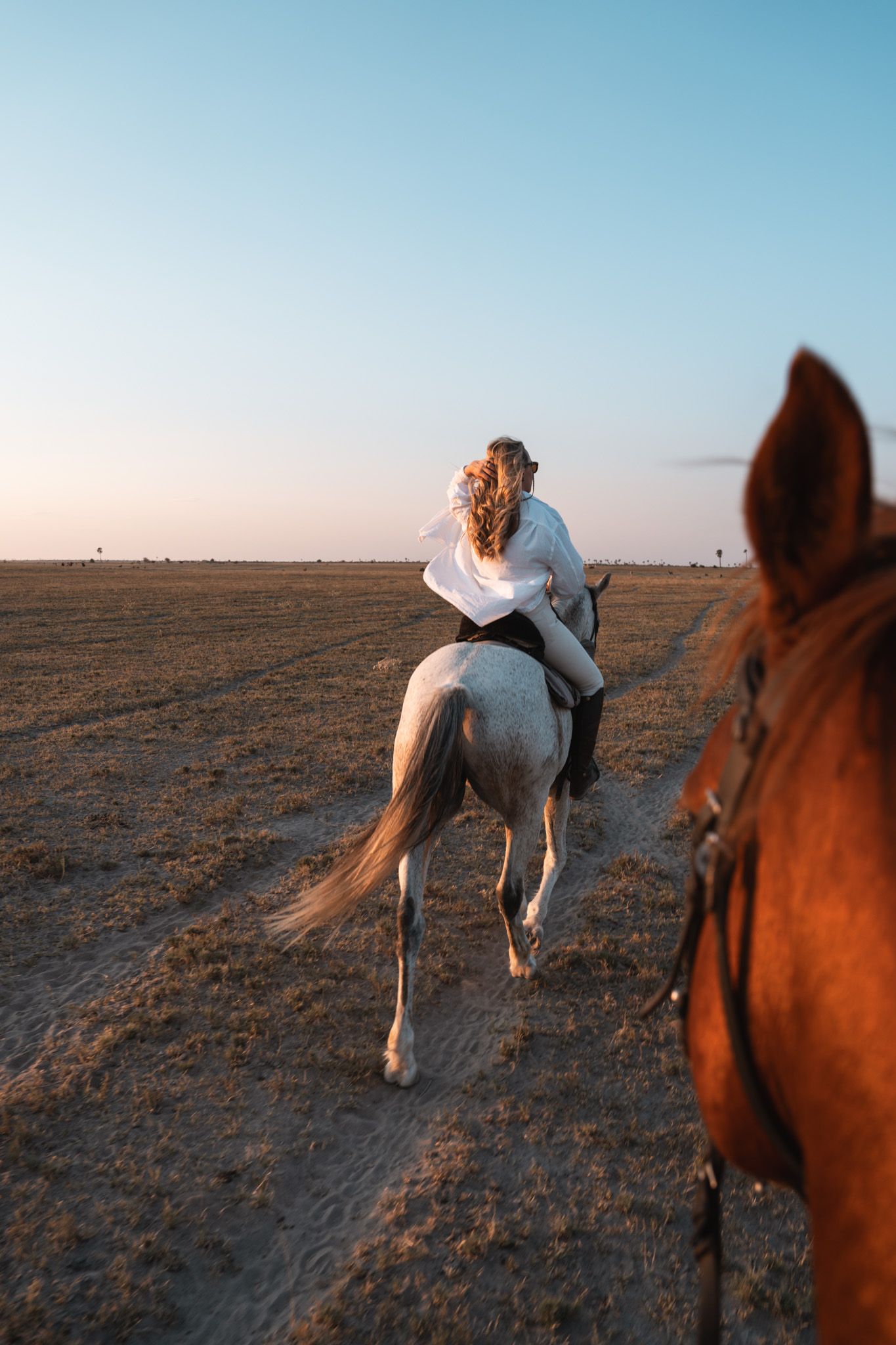 A white horse gallops across an open field at sunset with a brown horse visible in the foreground.