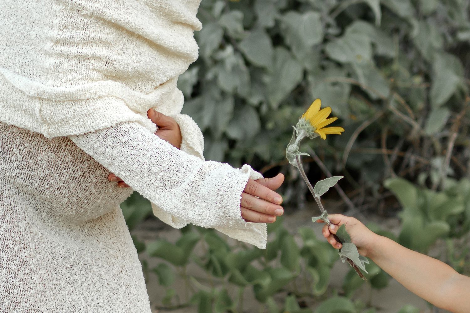 Close-up view of hands holding dandelions in a field during sunset.