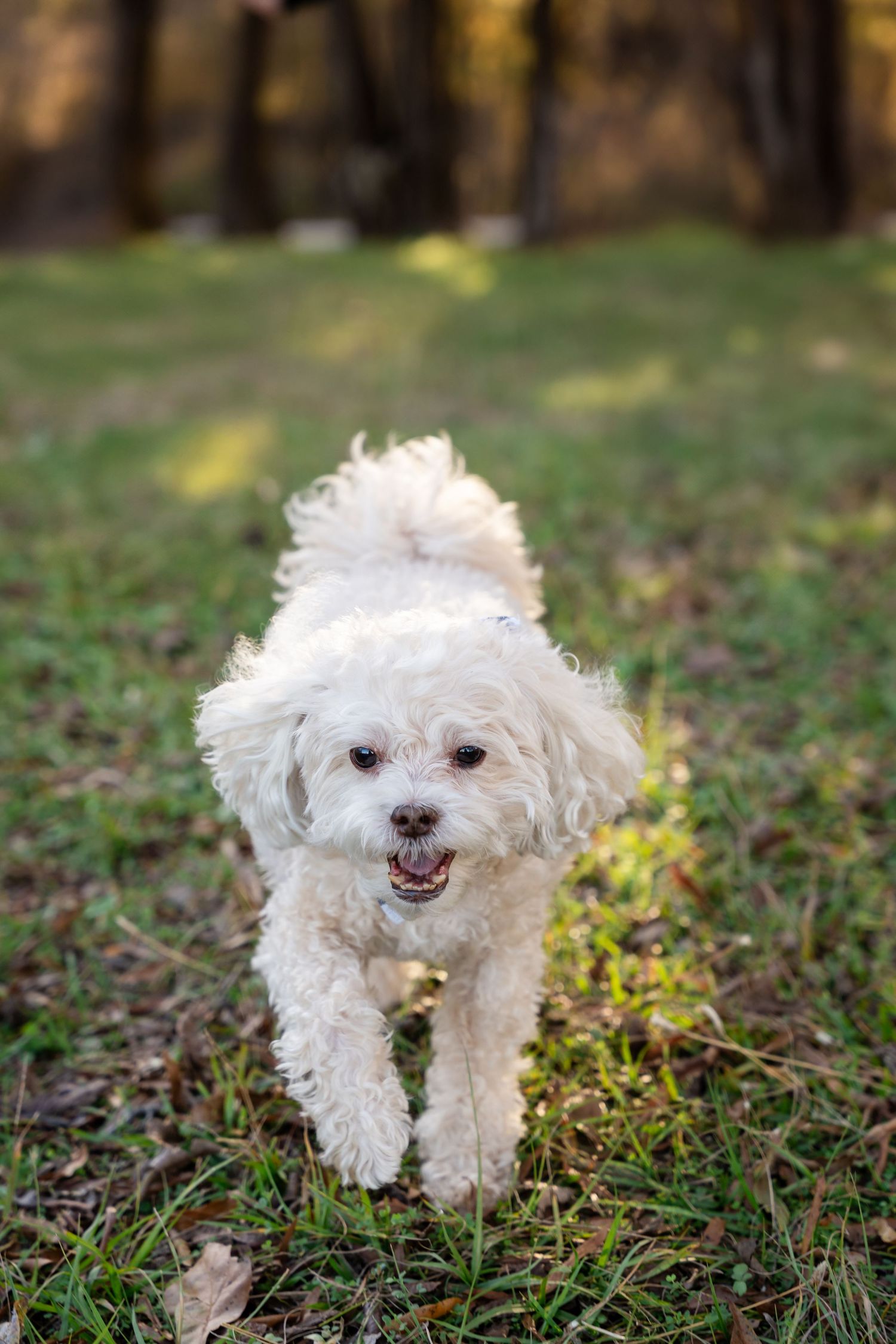Fluffy white Maltese-style puppy with a curly coat runs happily across a sunlit grassy lawn with its mouth open and tongue showing.