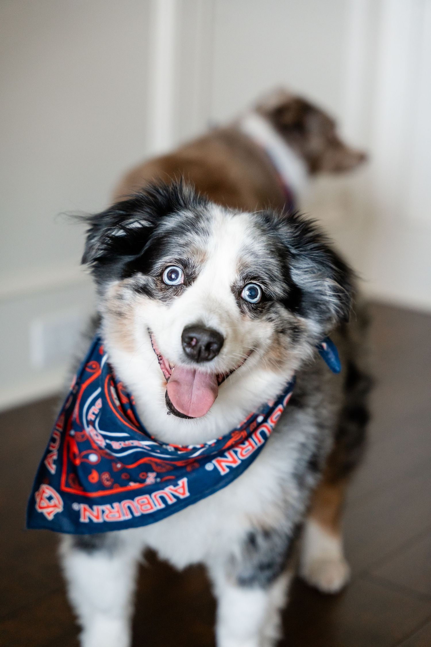 Australian shepherd dog wearing patriotic bandana smiling at camera with bright blue eyes.