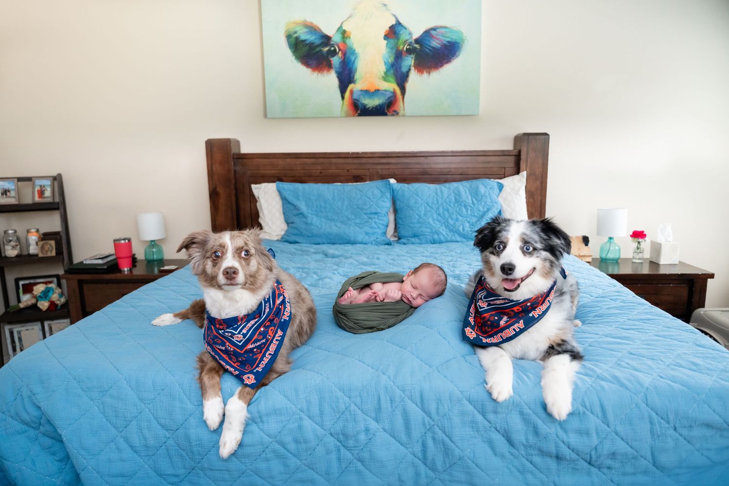 Baby laying on blue bed between two dogs wearing bandanas under cow artwork.