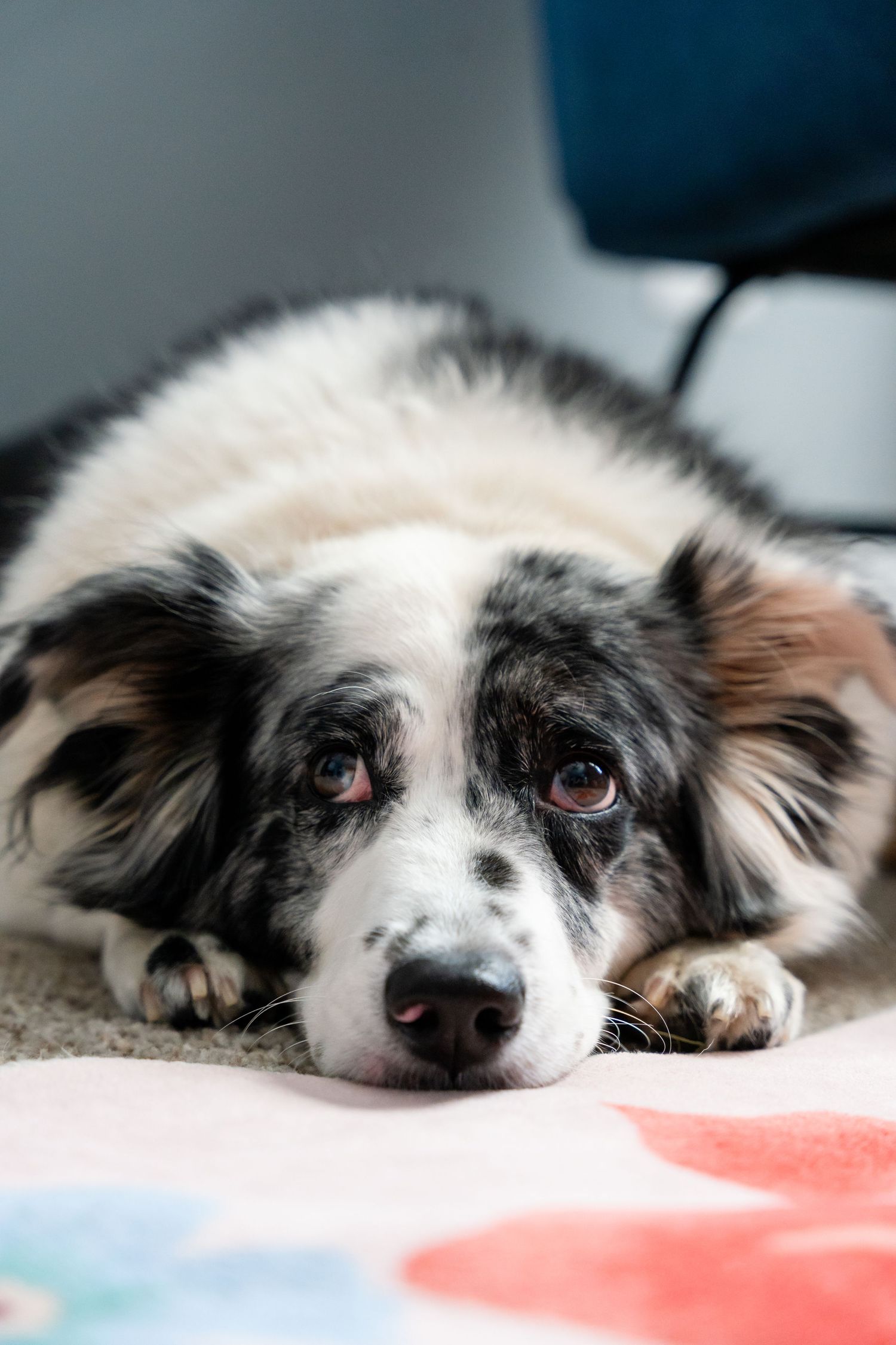 A black and white merle Border Collie rests its head on its paws, lying on a colorful blanket indoors.