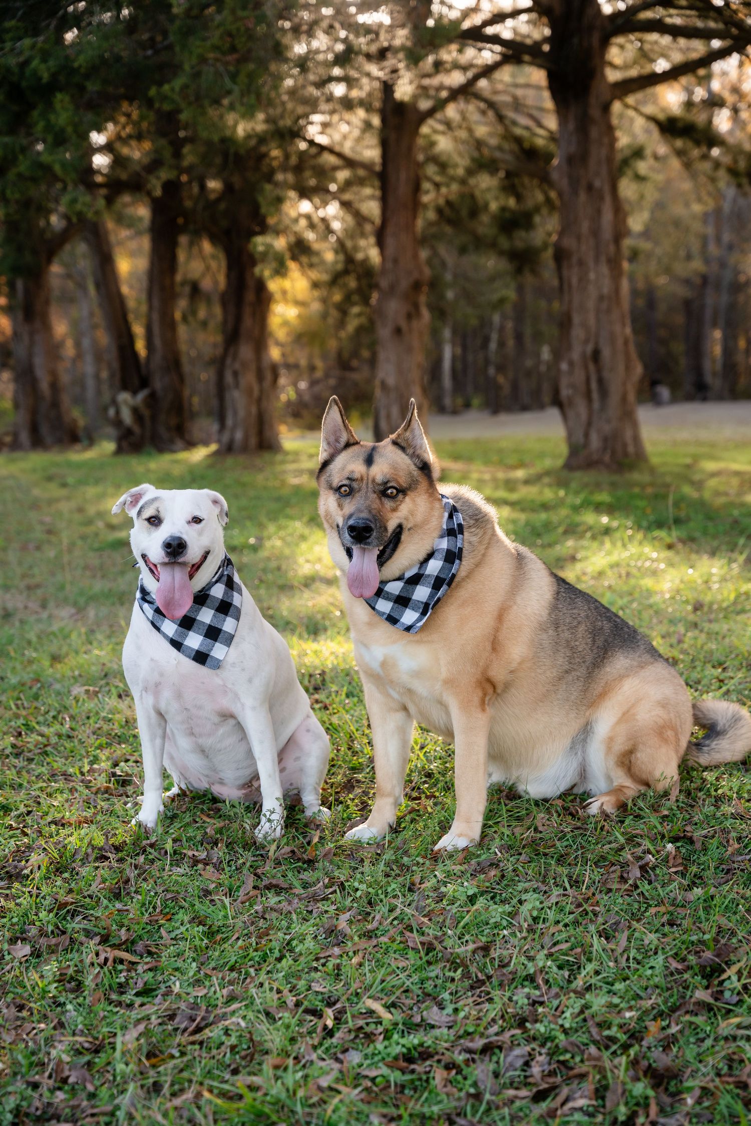 Two dogs wearing matching buffalo plaid bandanas sitting in autumn grass.