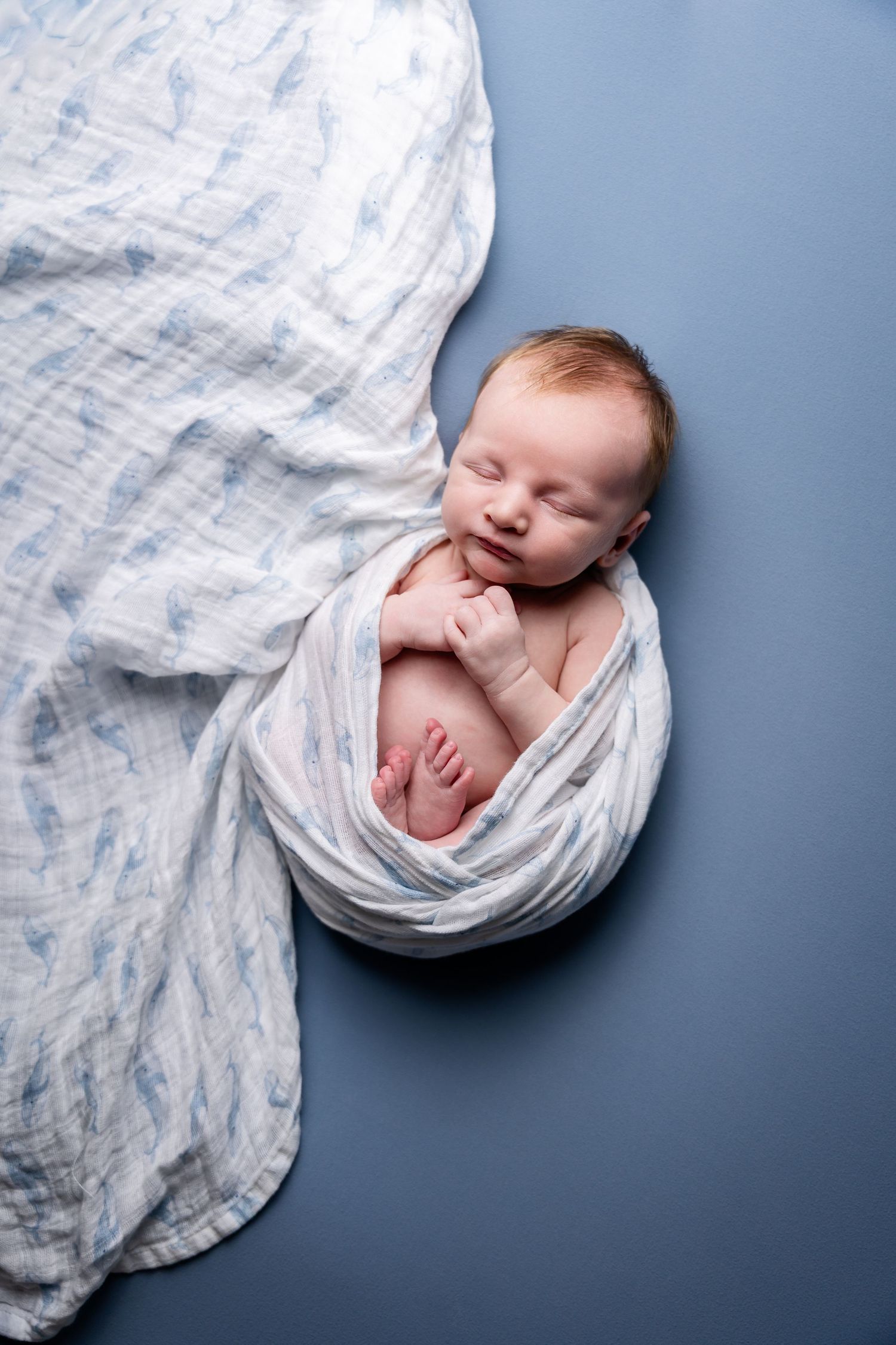 Newborn baby sleeping peacefully wrapped in white muslin fabric on blue backdrop.