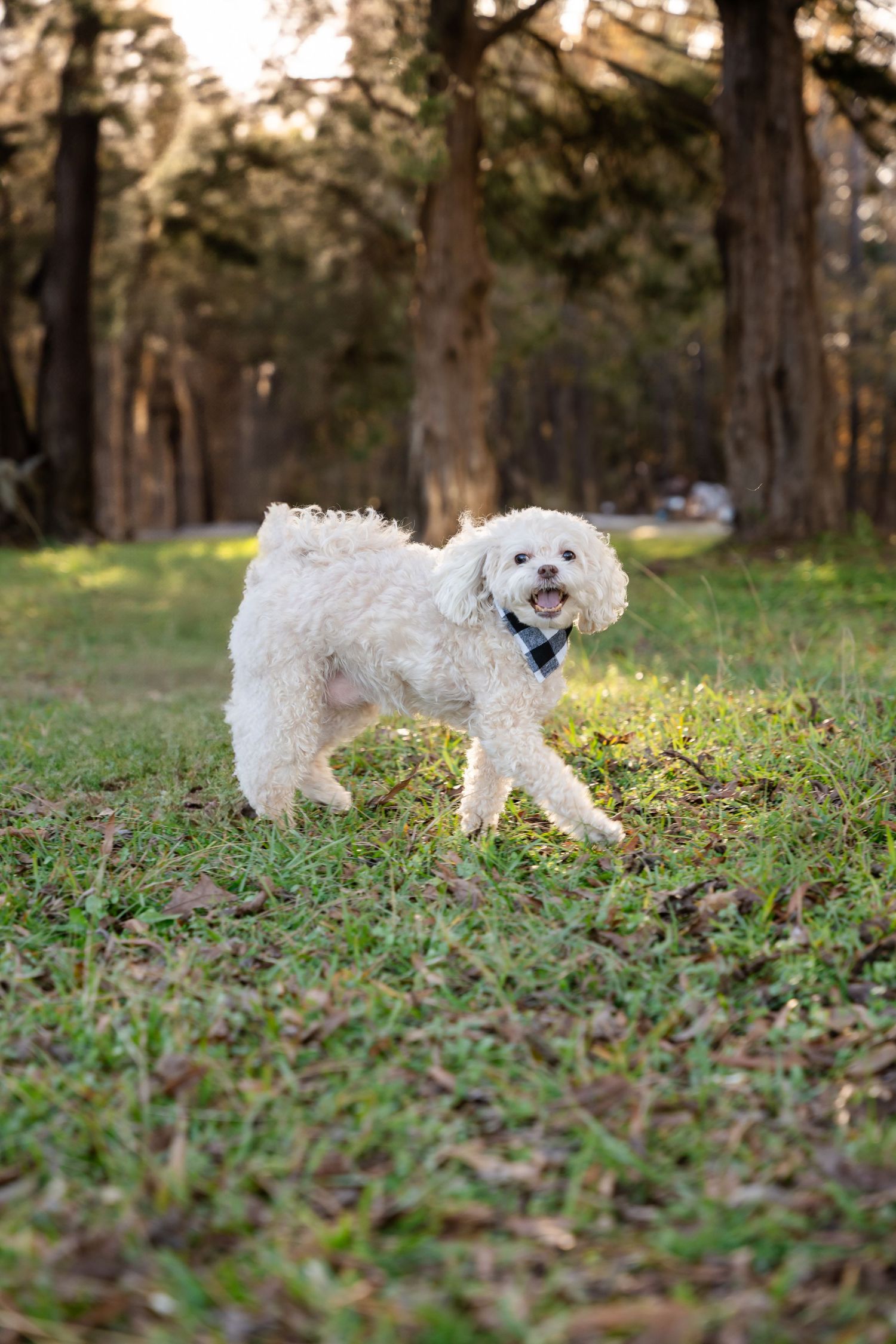A fluffy white dog with a blue bandana walks across a sunlit grassy field with tall trees in the background.