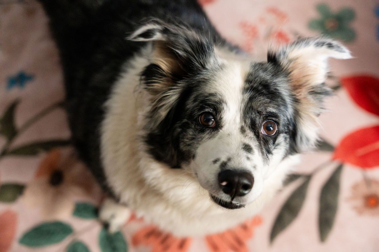 A black and white Border Collie dog looks up with soulful eyes while resting on a floral blanket.
