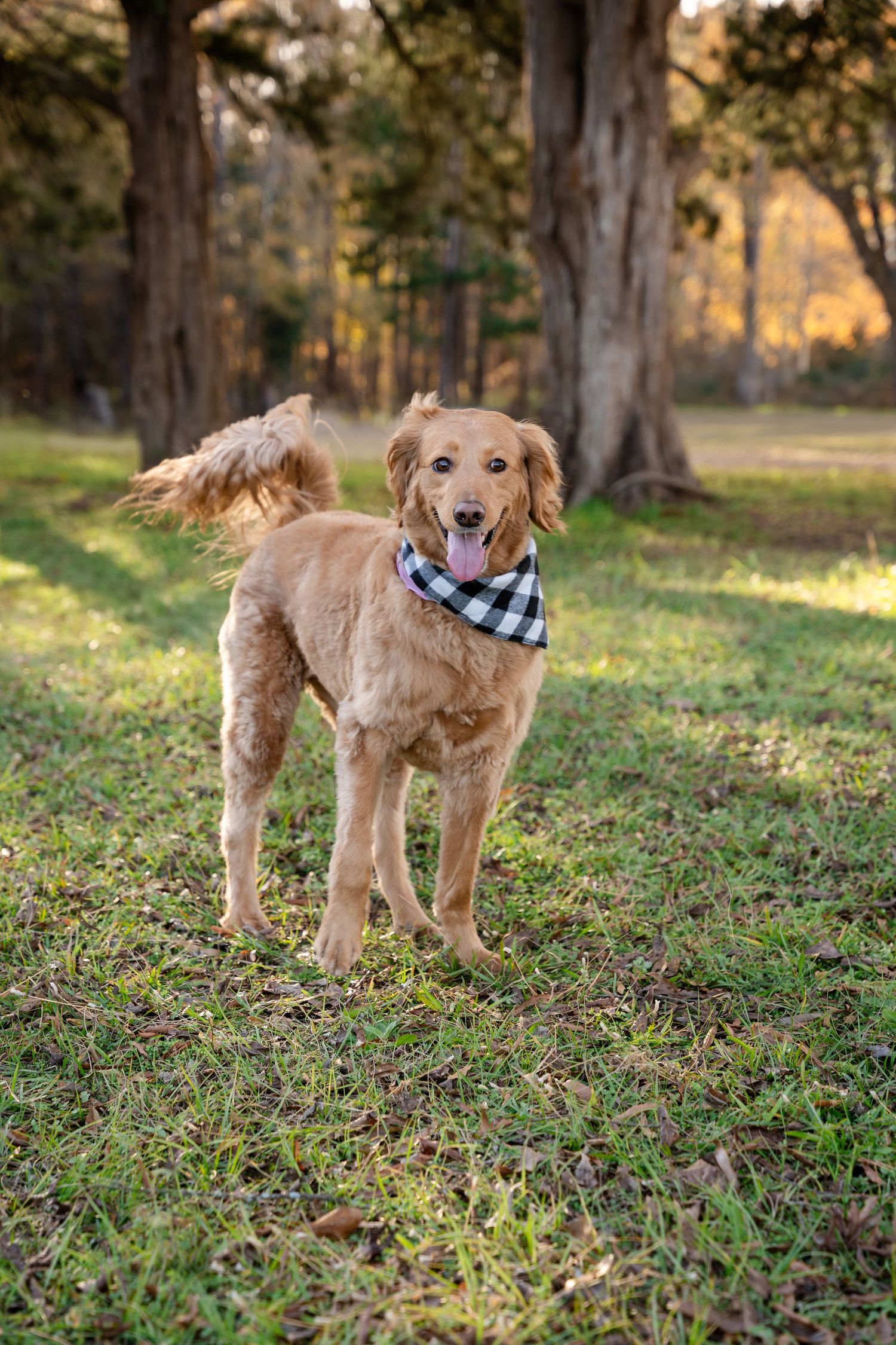 Golden retriever wearing buffalo check bandana poses in wooded park setting.