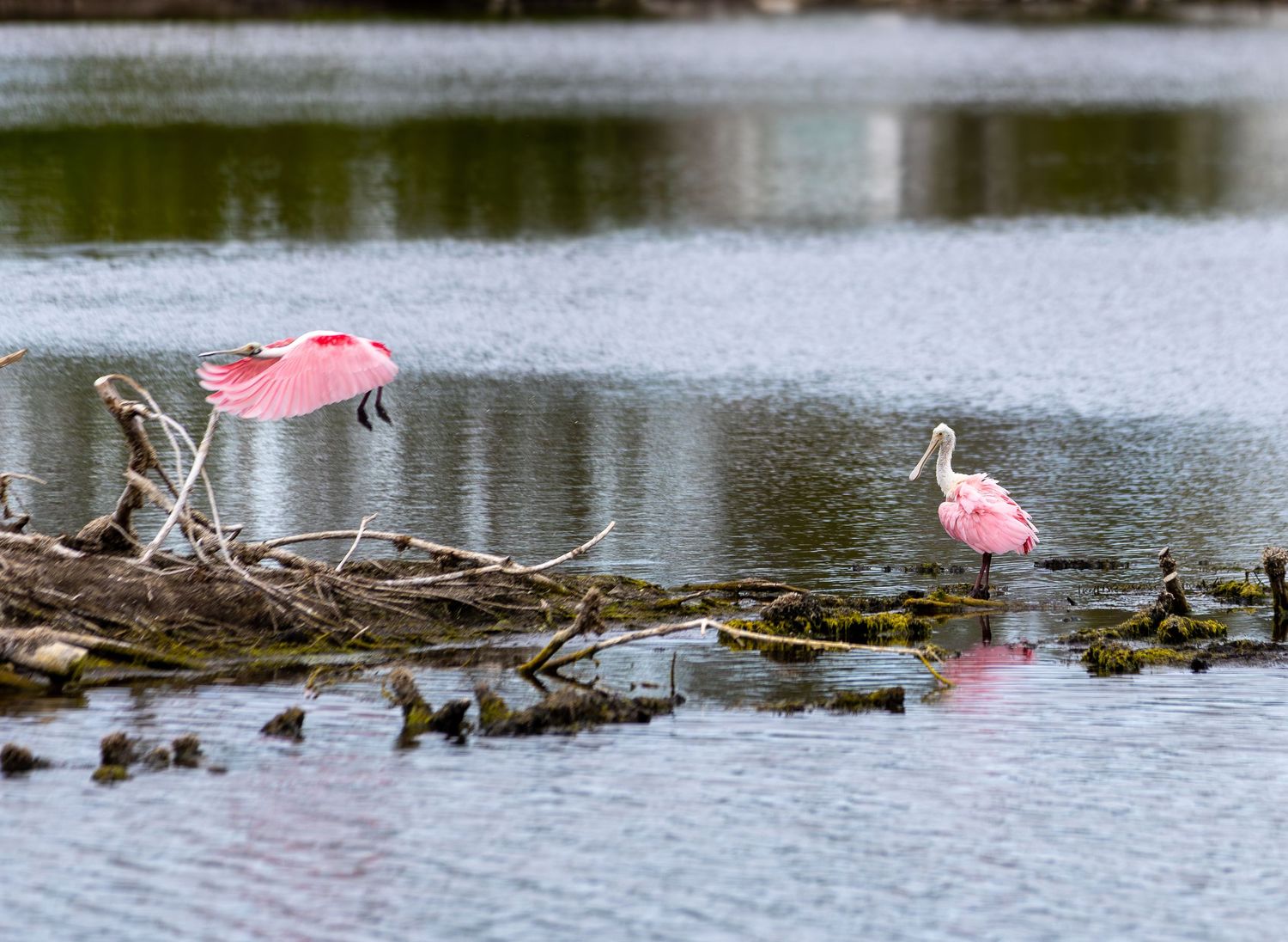 A pink roseate spoonbill wades through shallow water among lily pads searching for food.