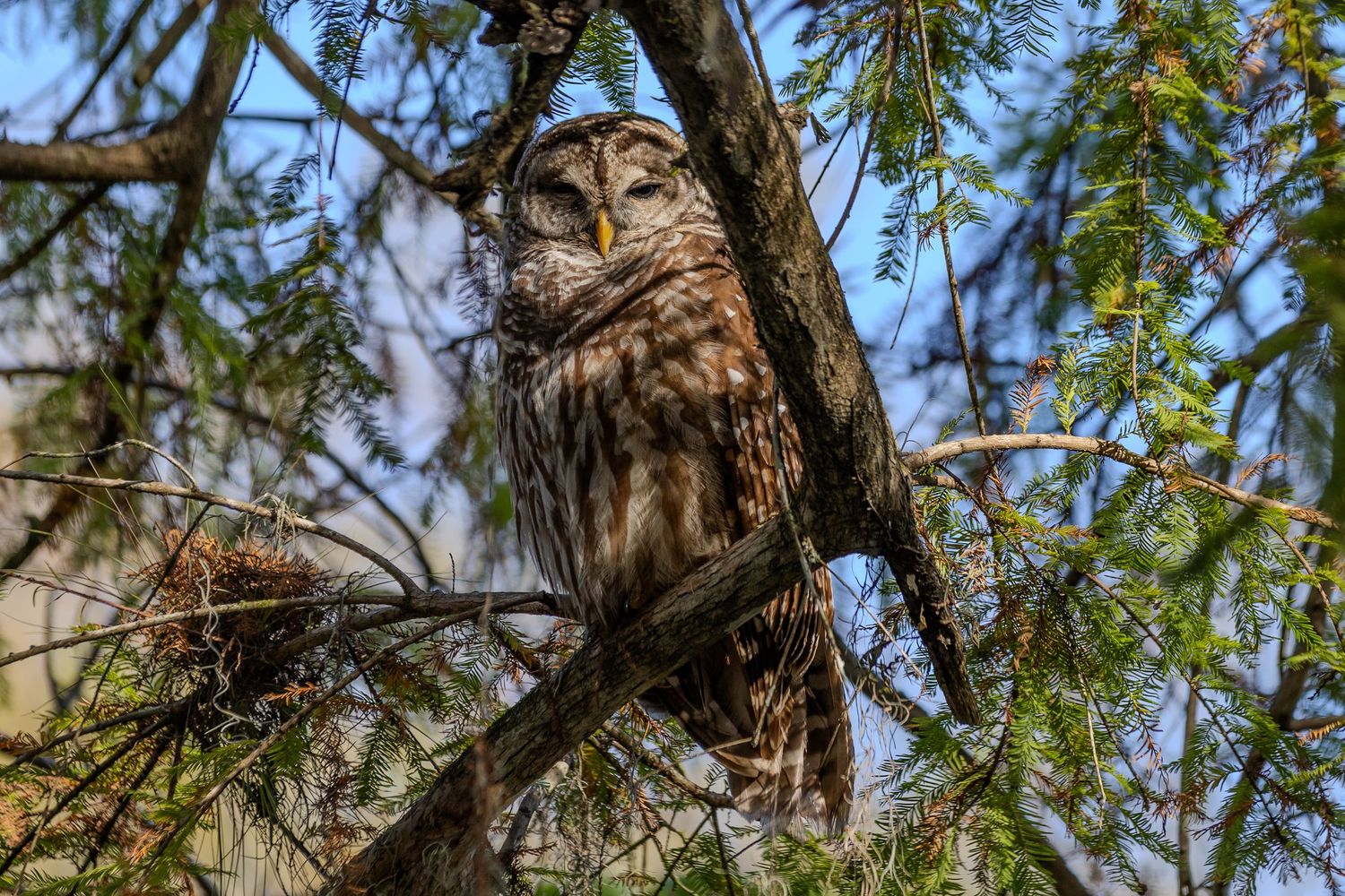 A majestic great horned owl perches alertly among tree branches during daylight hours.