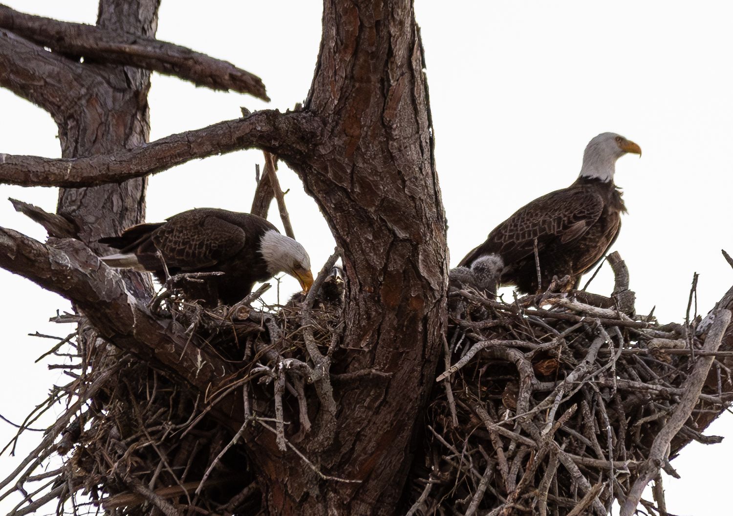 Multiple bald eagles perch in nests scattered throughout the branches of tall trees against a cloudy sky.