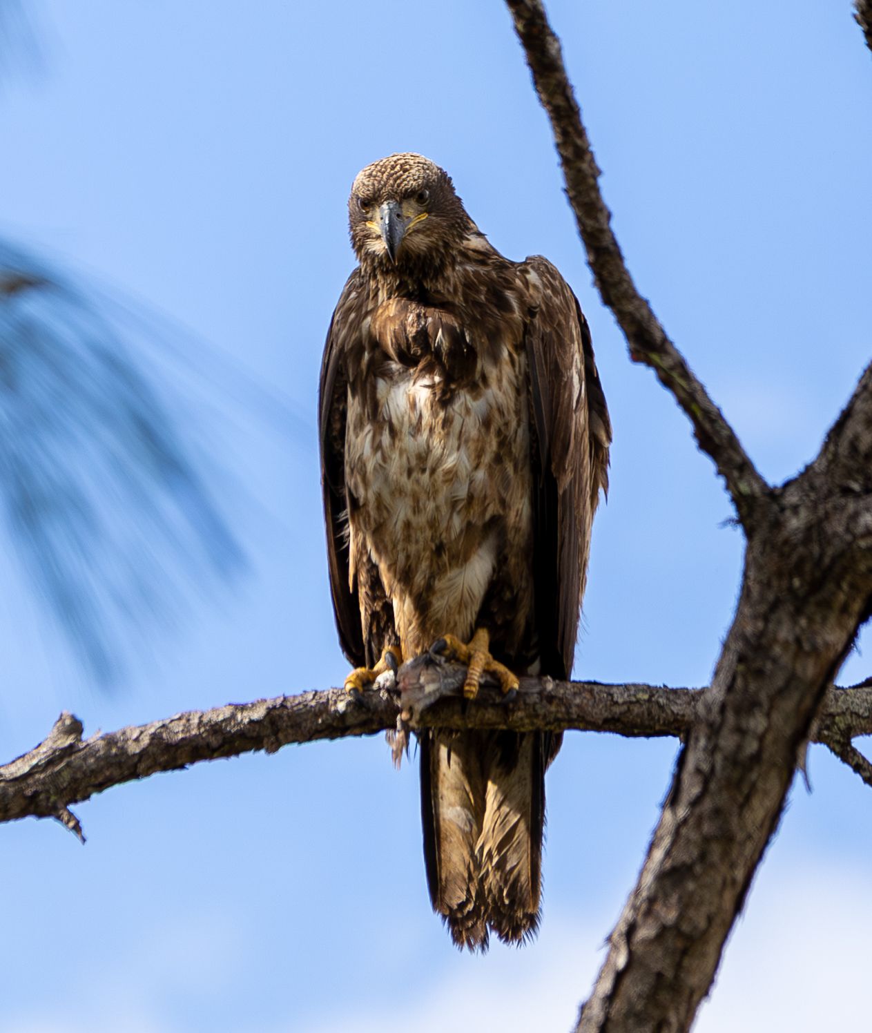 A hawk perches on a bare tree branch against a bright blue sky, showcasing its majestic brown feathers and predatory stance.