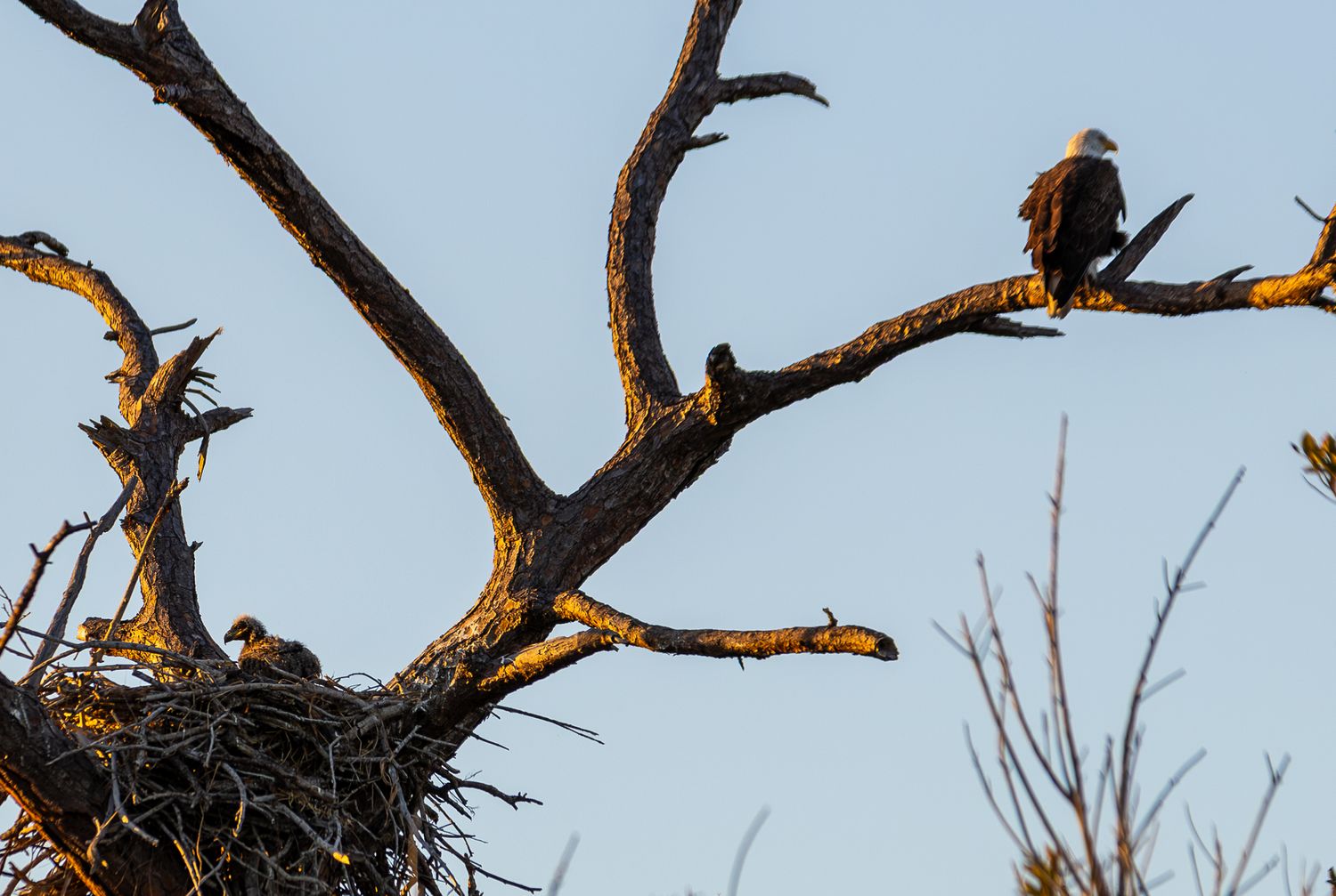 Two bald eagles perch on bare tree branches near a large nest during golden sunset light.
